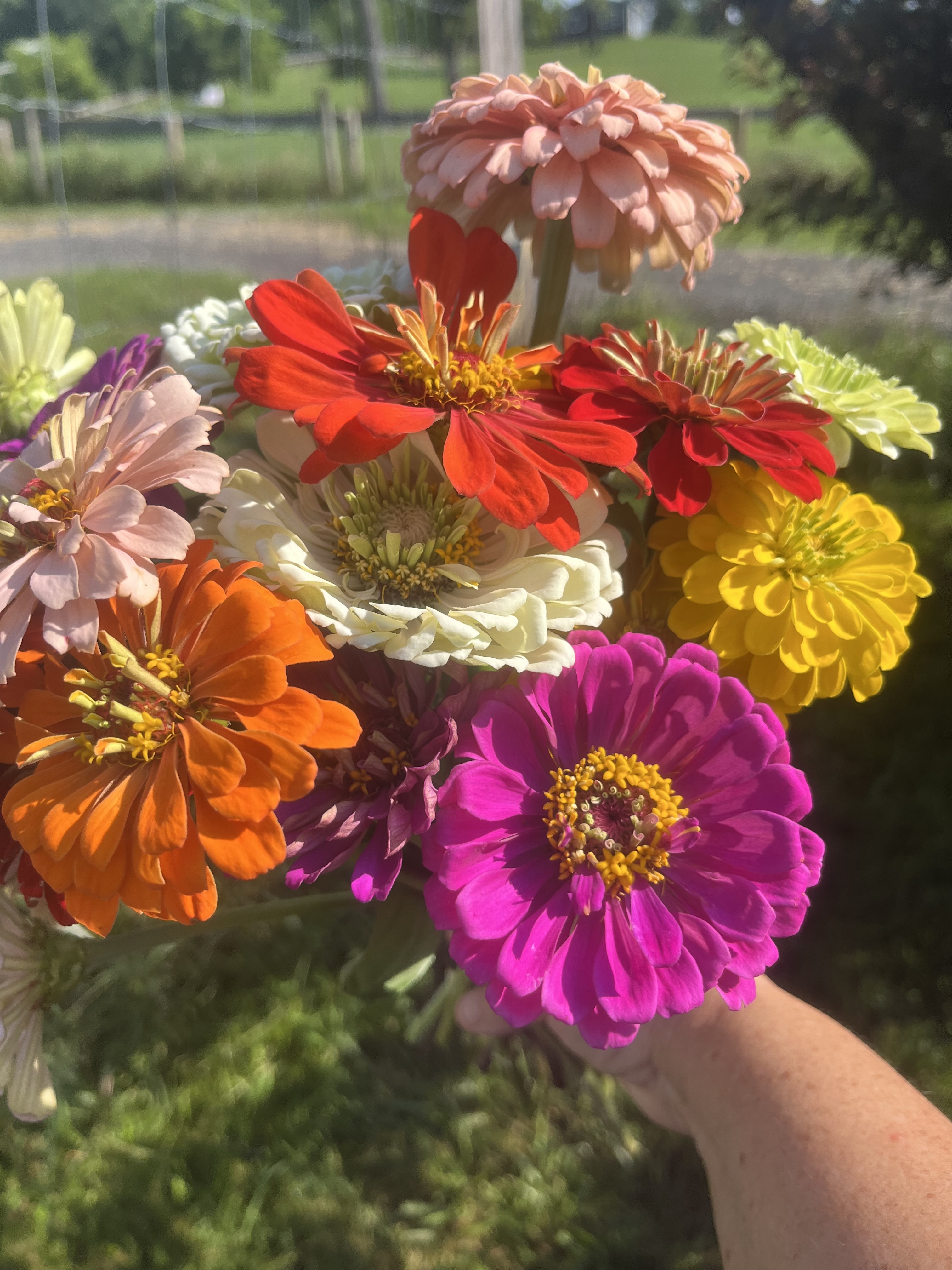 ZINNIA elegans Benary's Giant