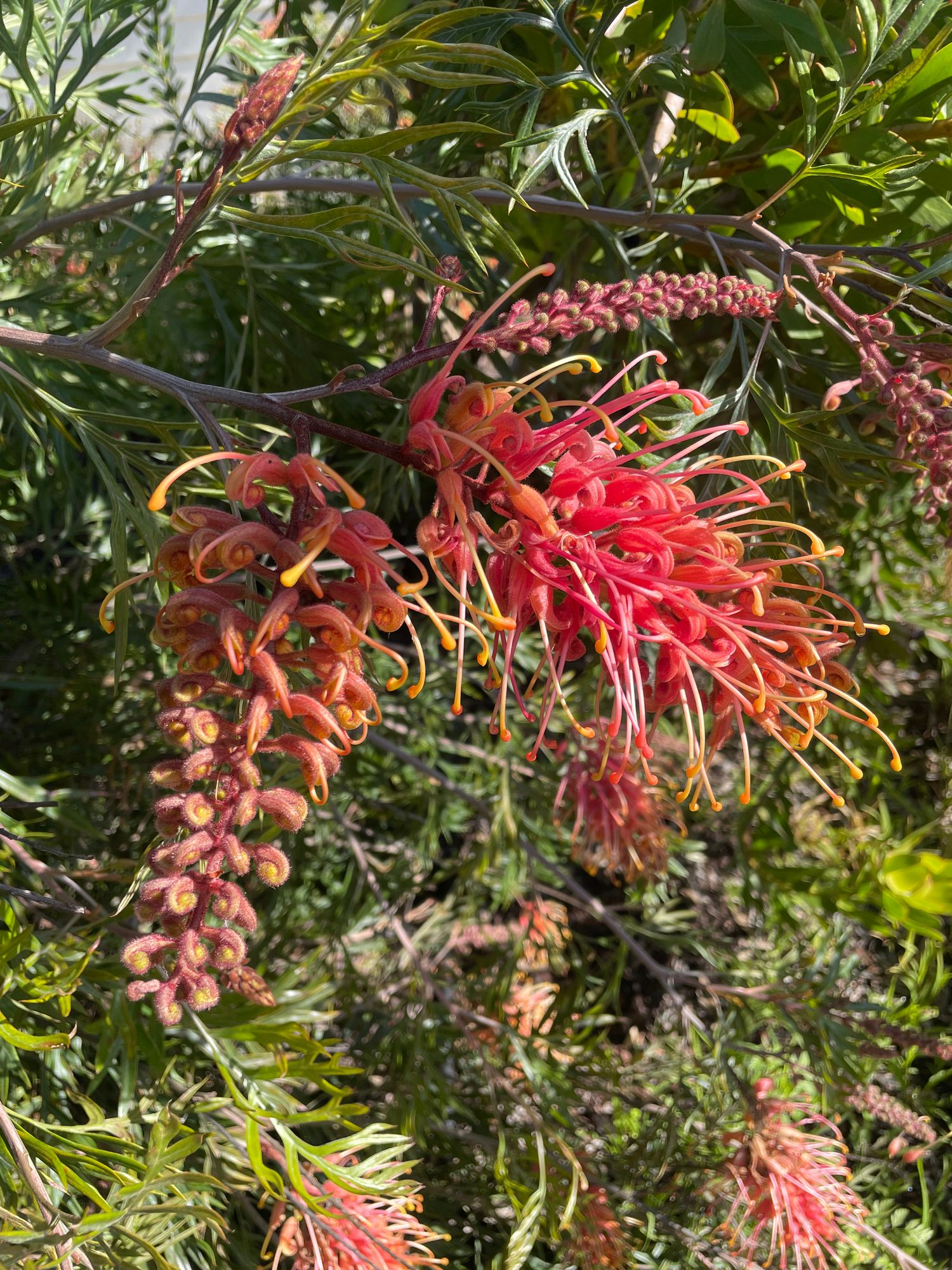 GREVILLEA banksii x bipinnatifida Superb