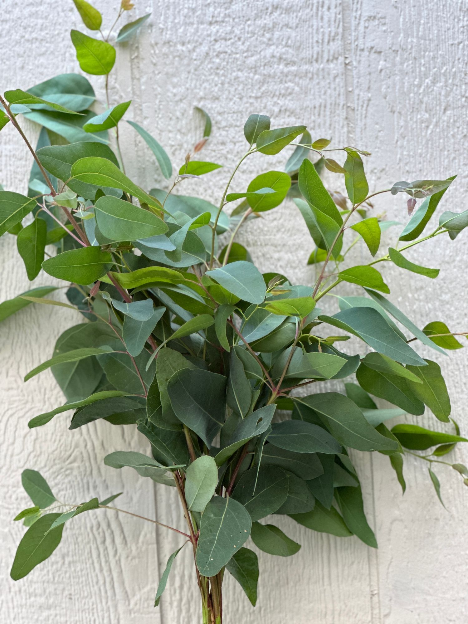 EUCALYPTUS