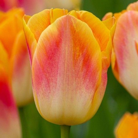 TULIPA Orange Dynasty