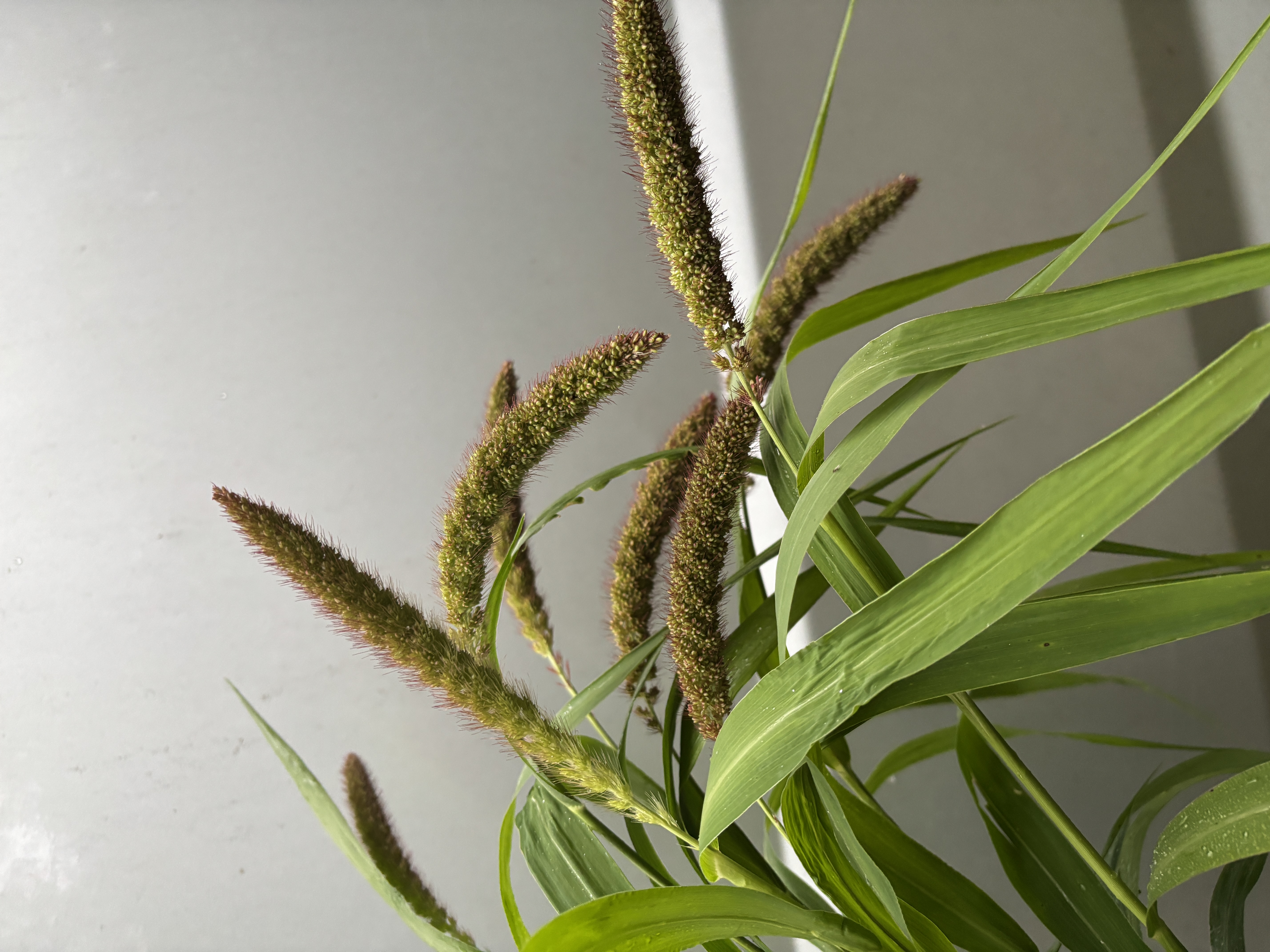 SETARIA