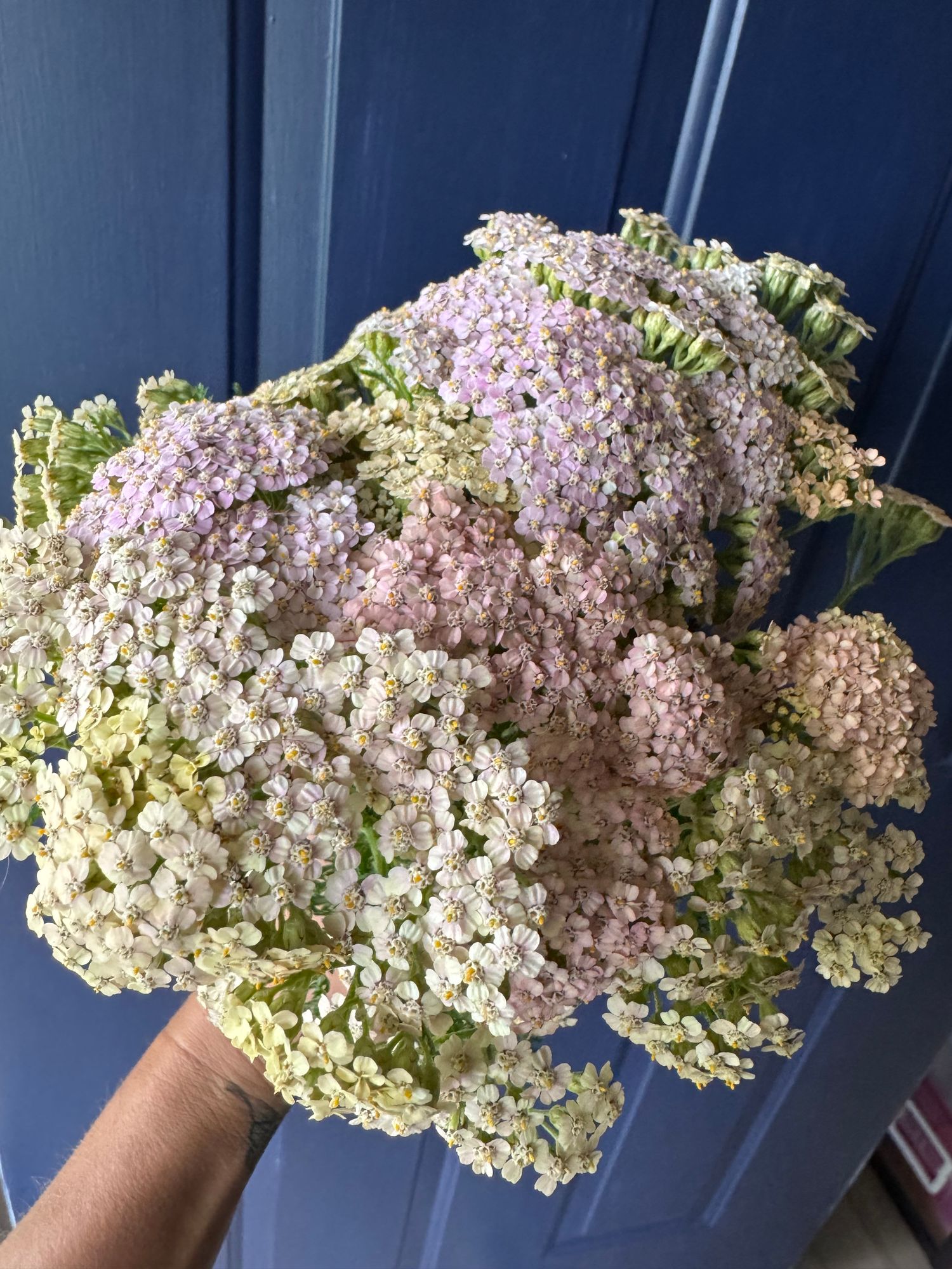 ACHILLEA millefolium Summer Pastels