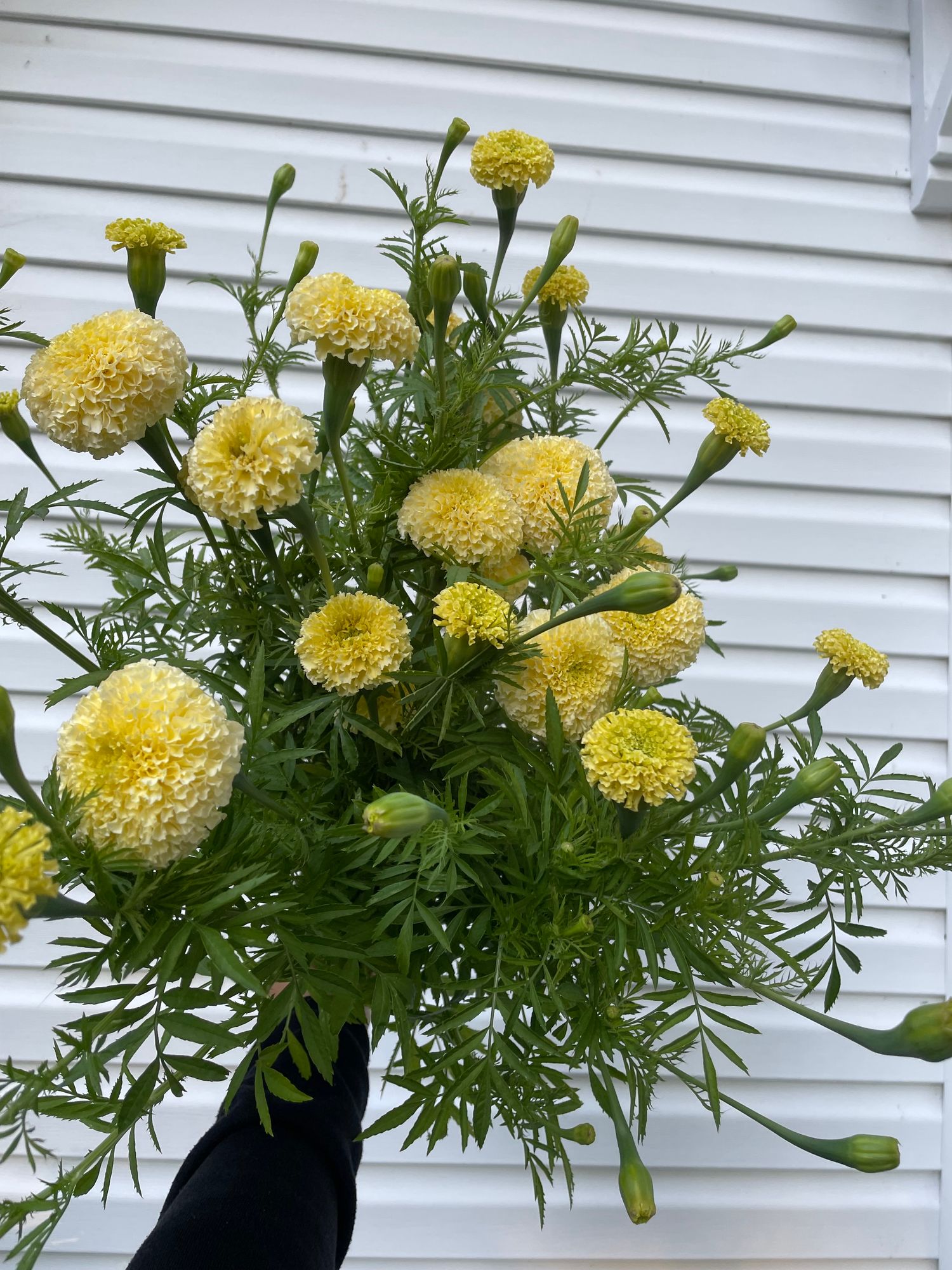 TAGETES erecta White Swan