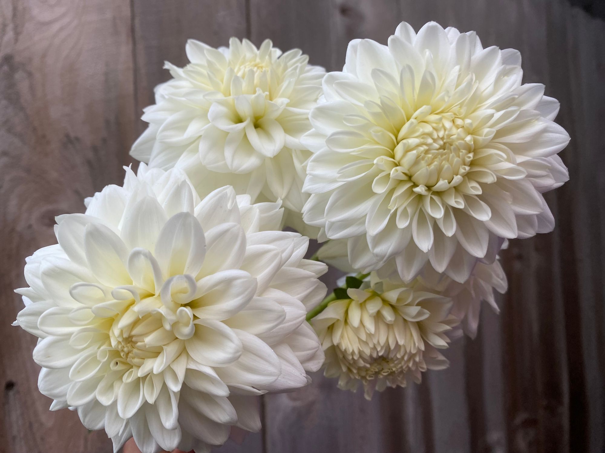 DAHLIA
