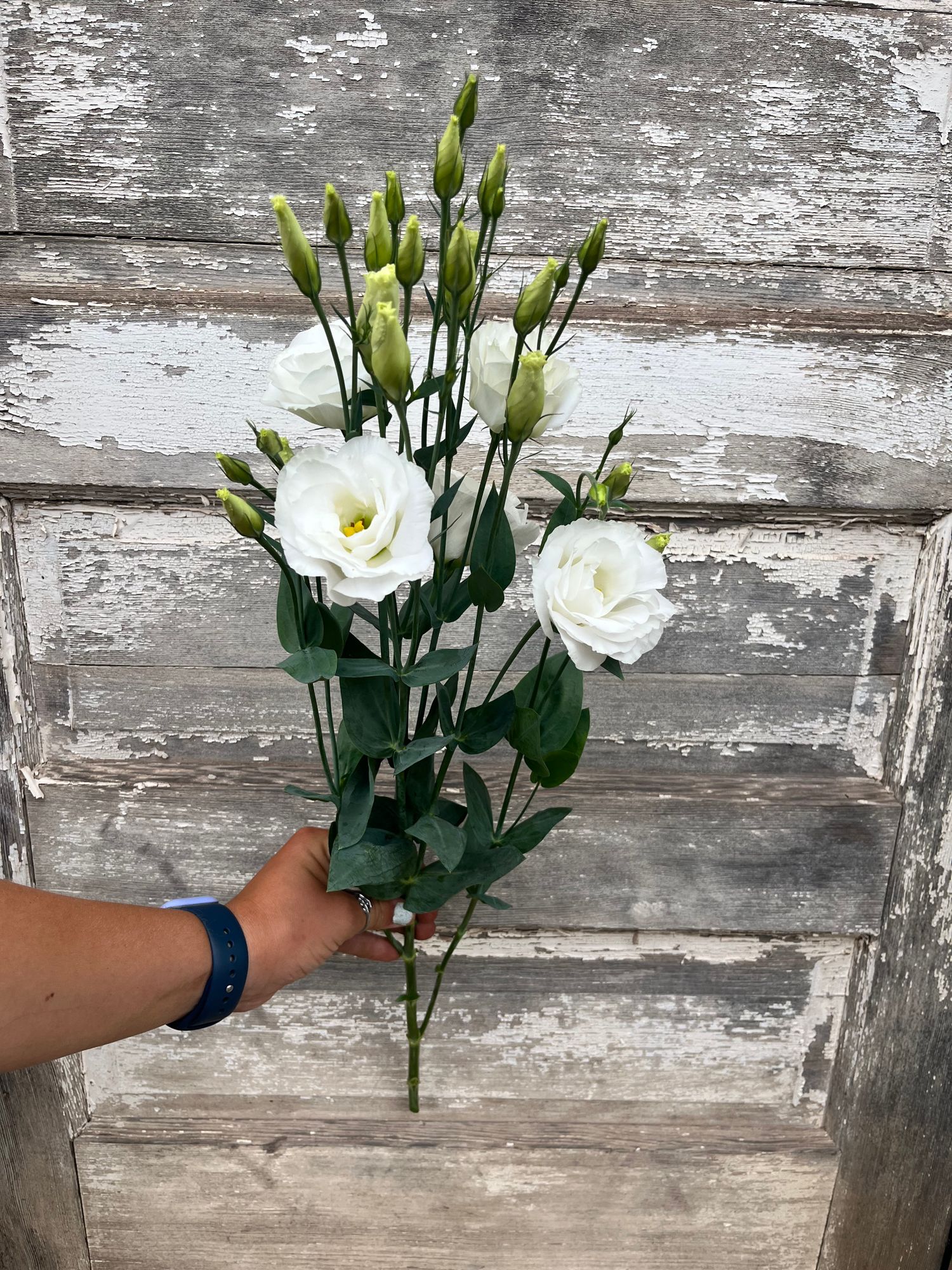 EUSTOMA grandiflorum