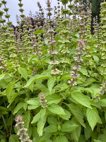 OCIMUM basilicum Citriodora