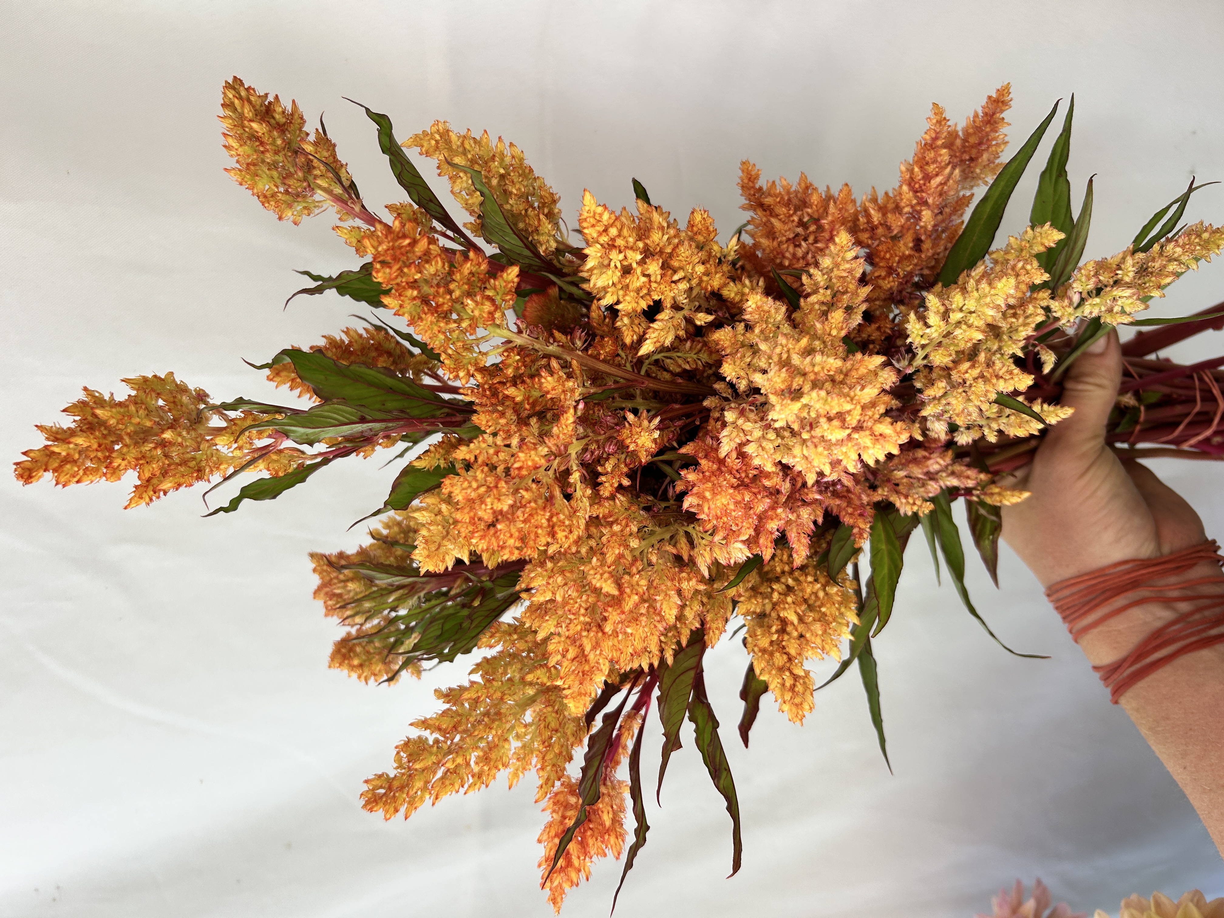 CELOSIA argentea var. plumosa Rose Gold