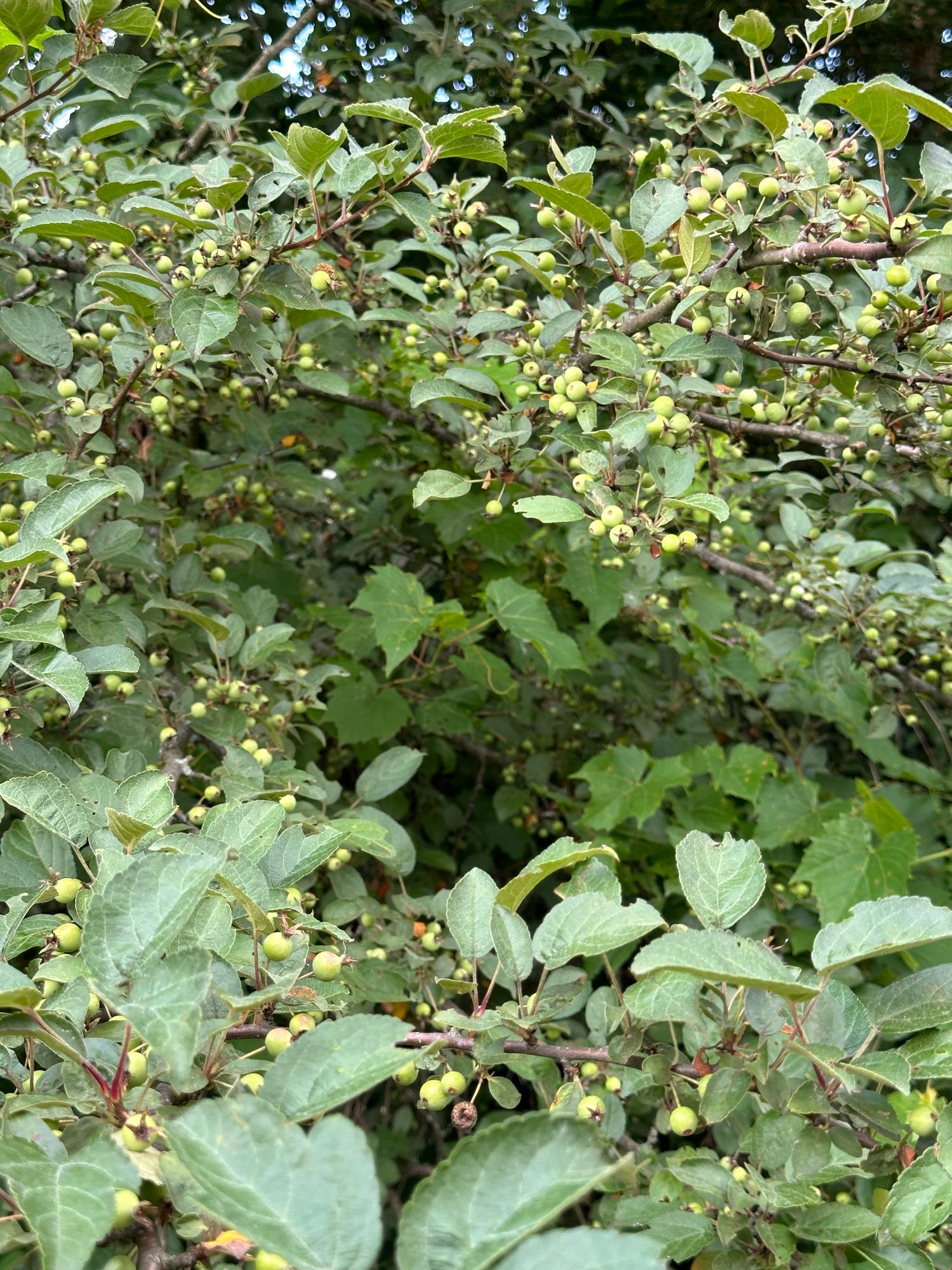 MALUS