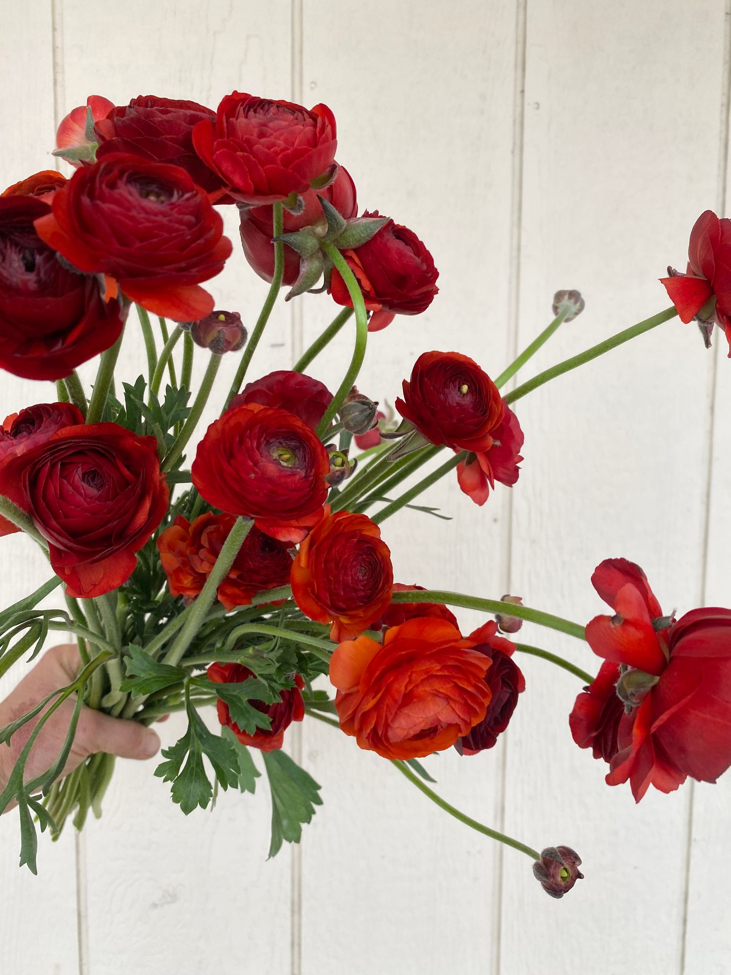 RANUNCULUS Cioccolato (Chocolate)