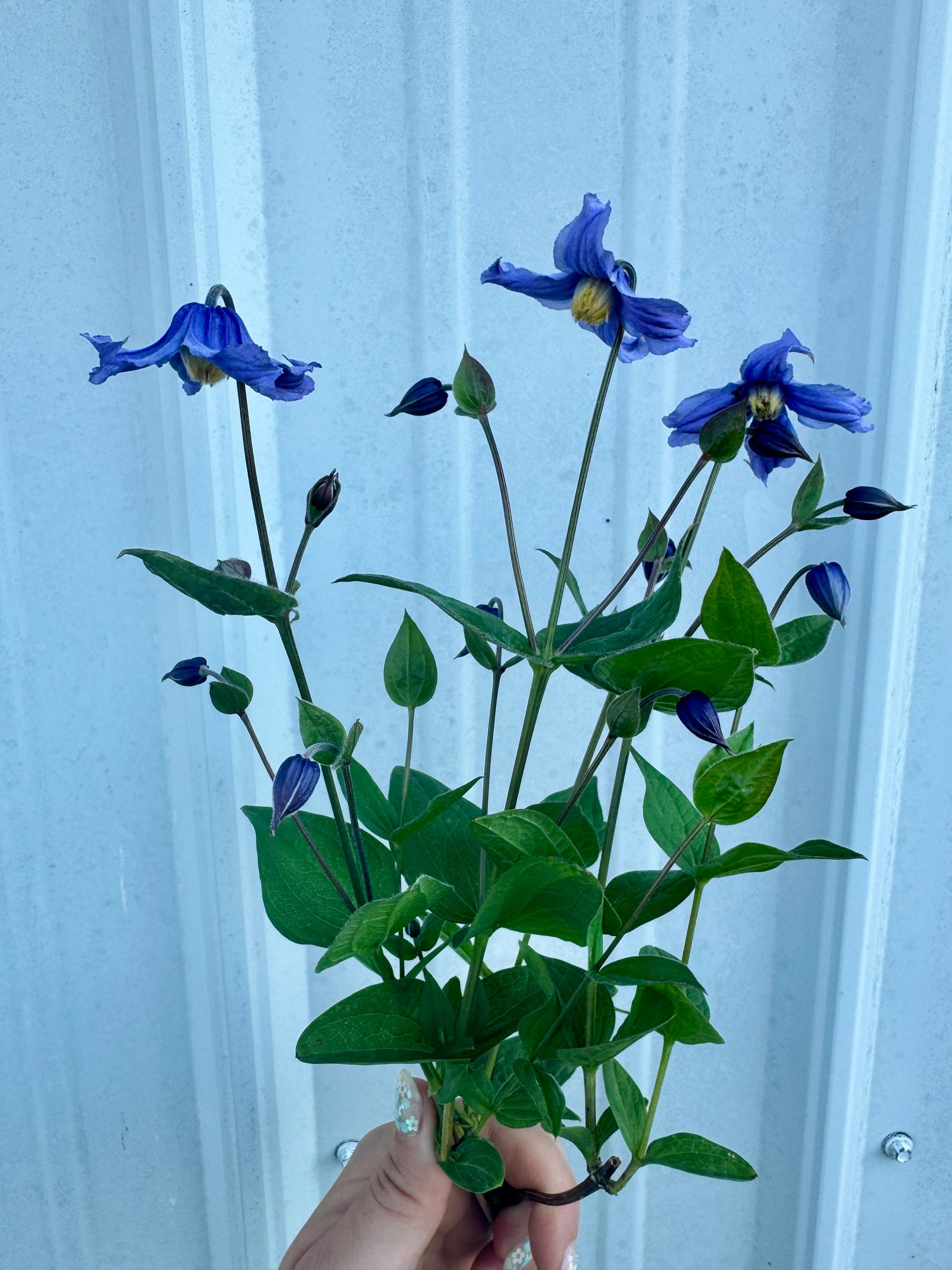 CLEMATIS x Rain Dance