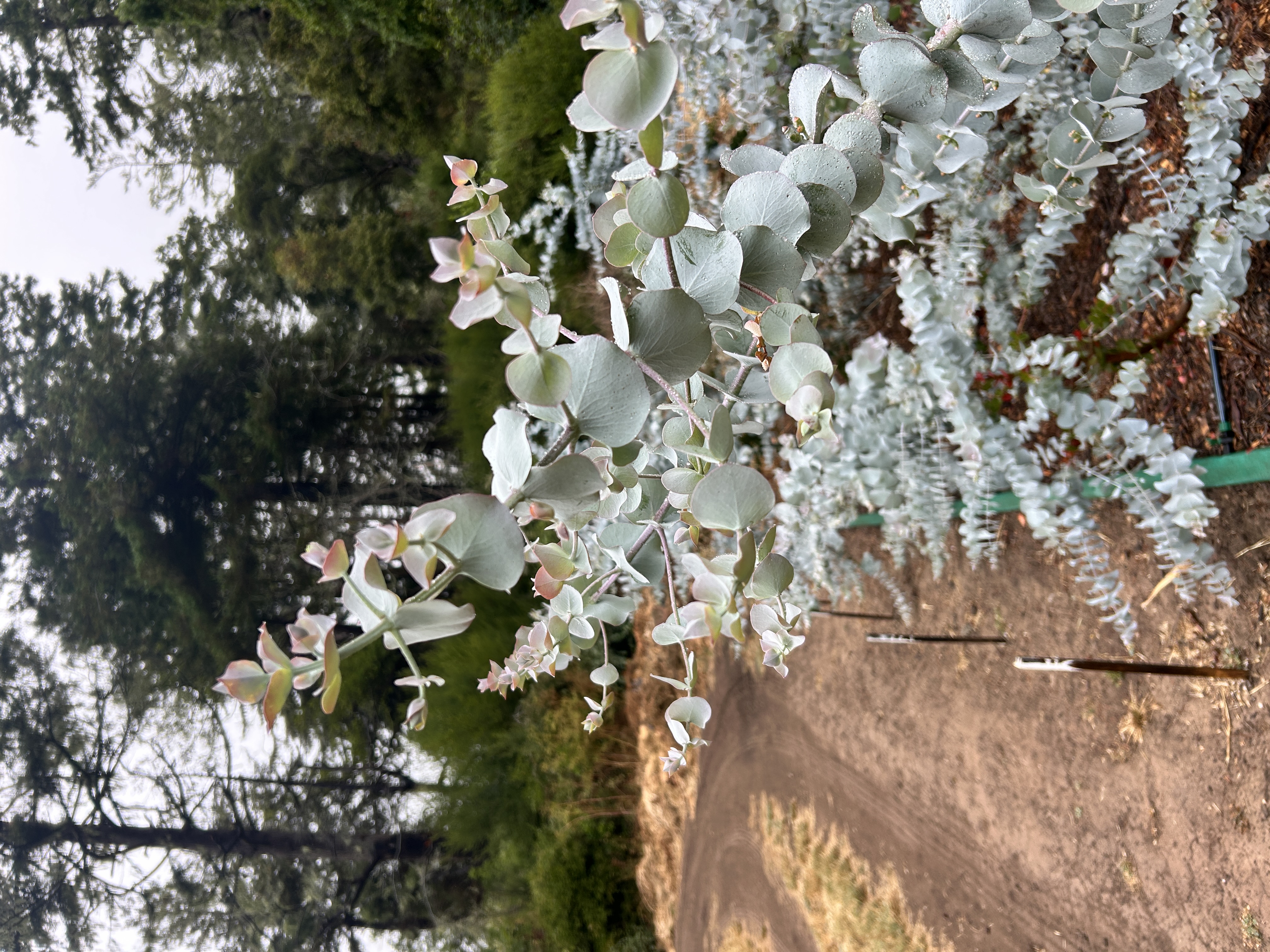 EUCALYPTUS cinerea