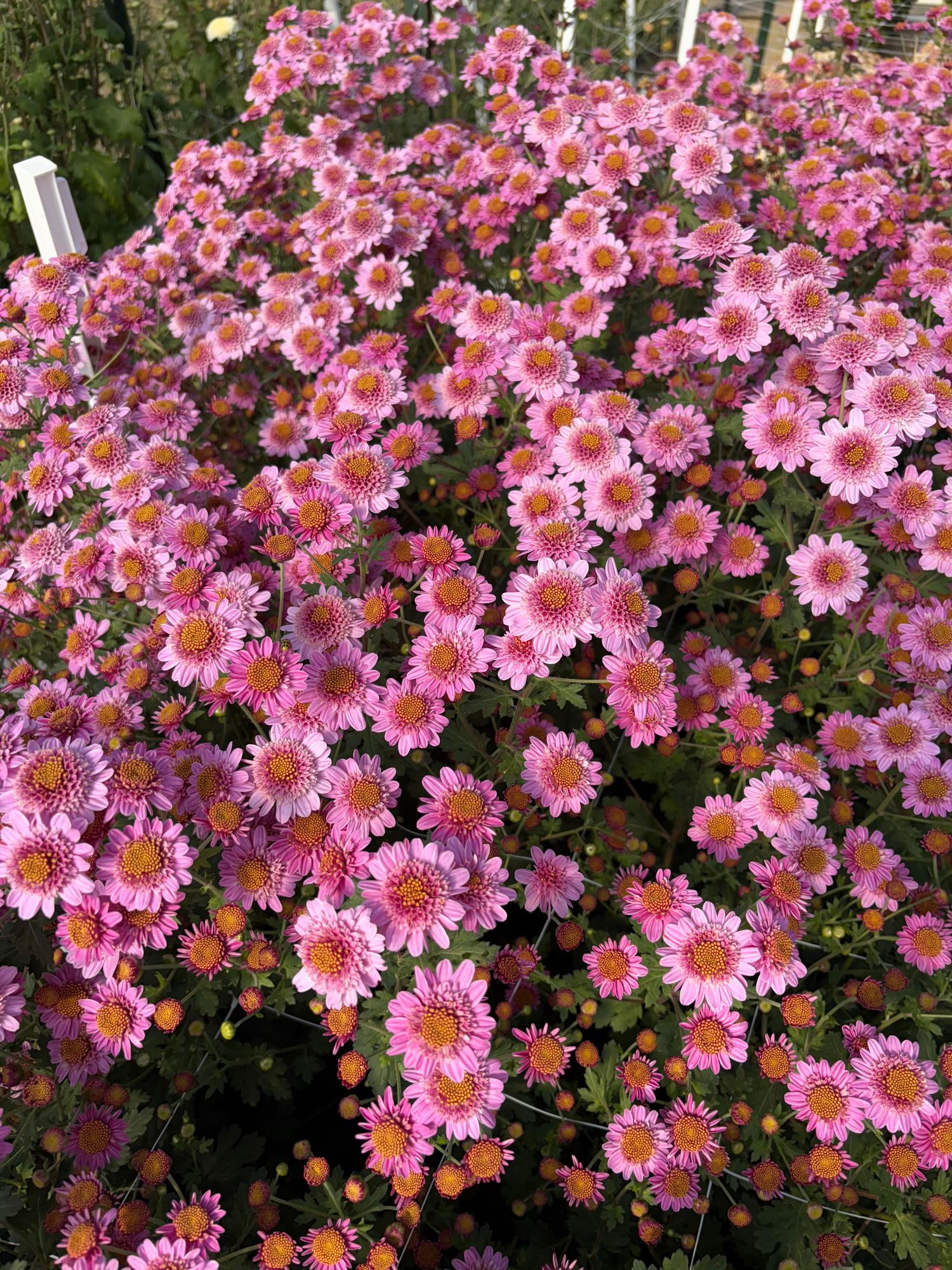 CHRYSANTHEMUM x Pink Fleece