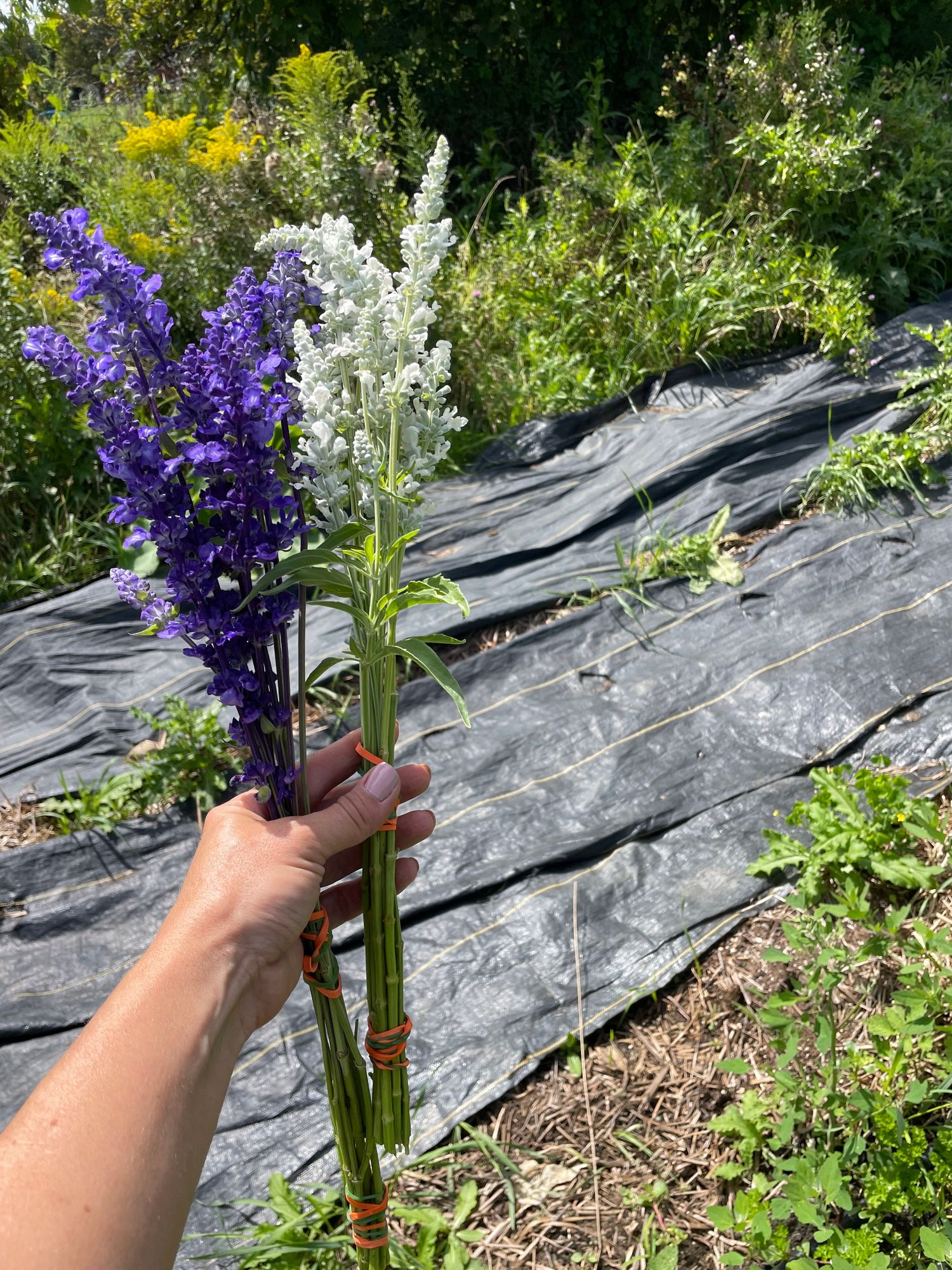 SALVIA farinacea