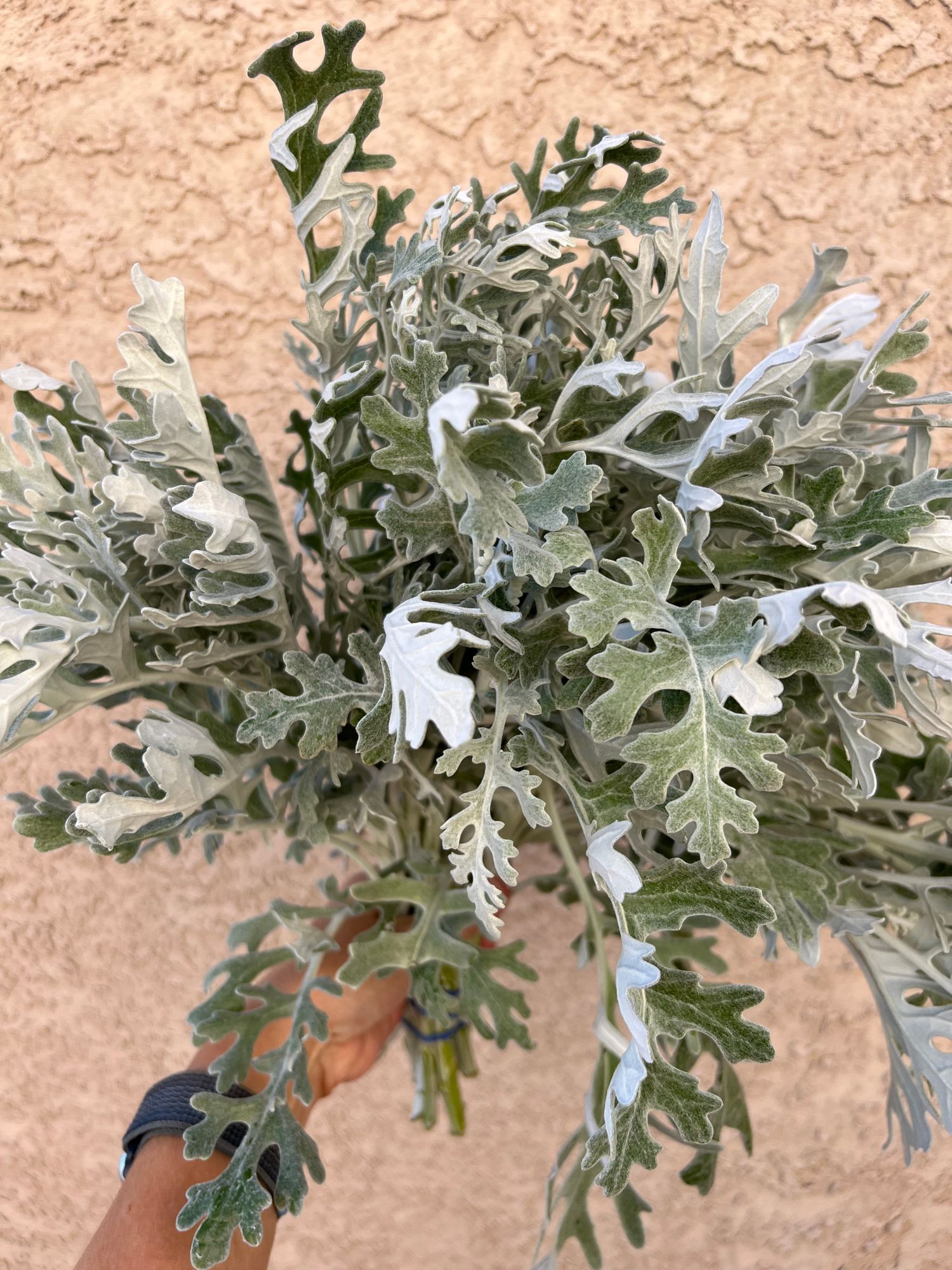 SENECIO cineraria