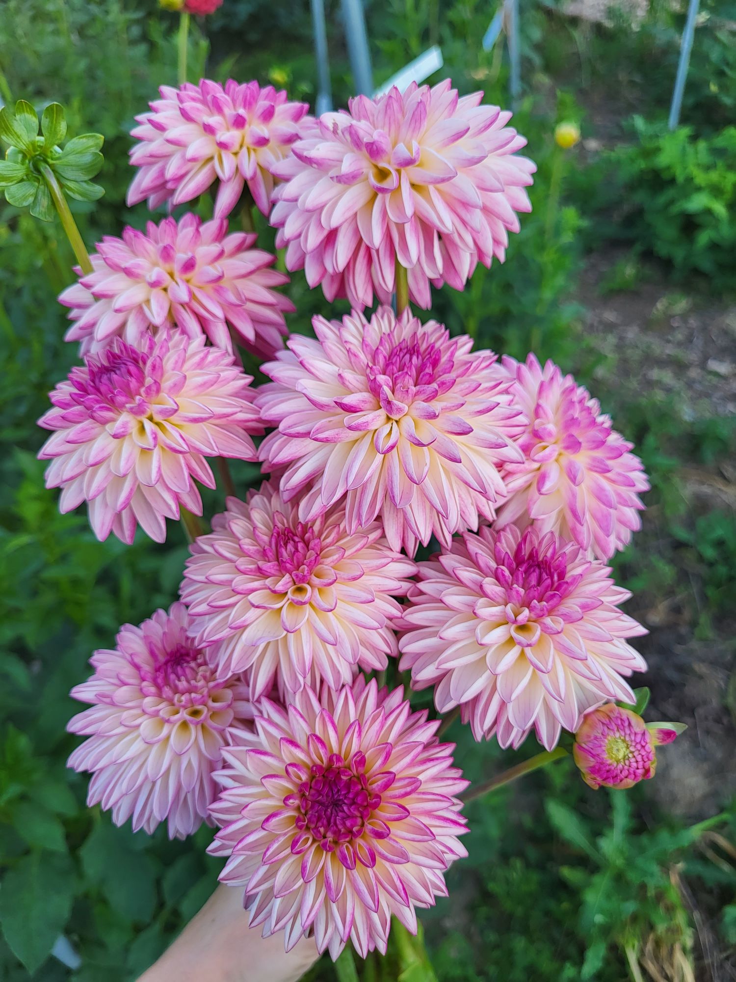 DAHLIA Valley Porcupine