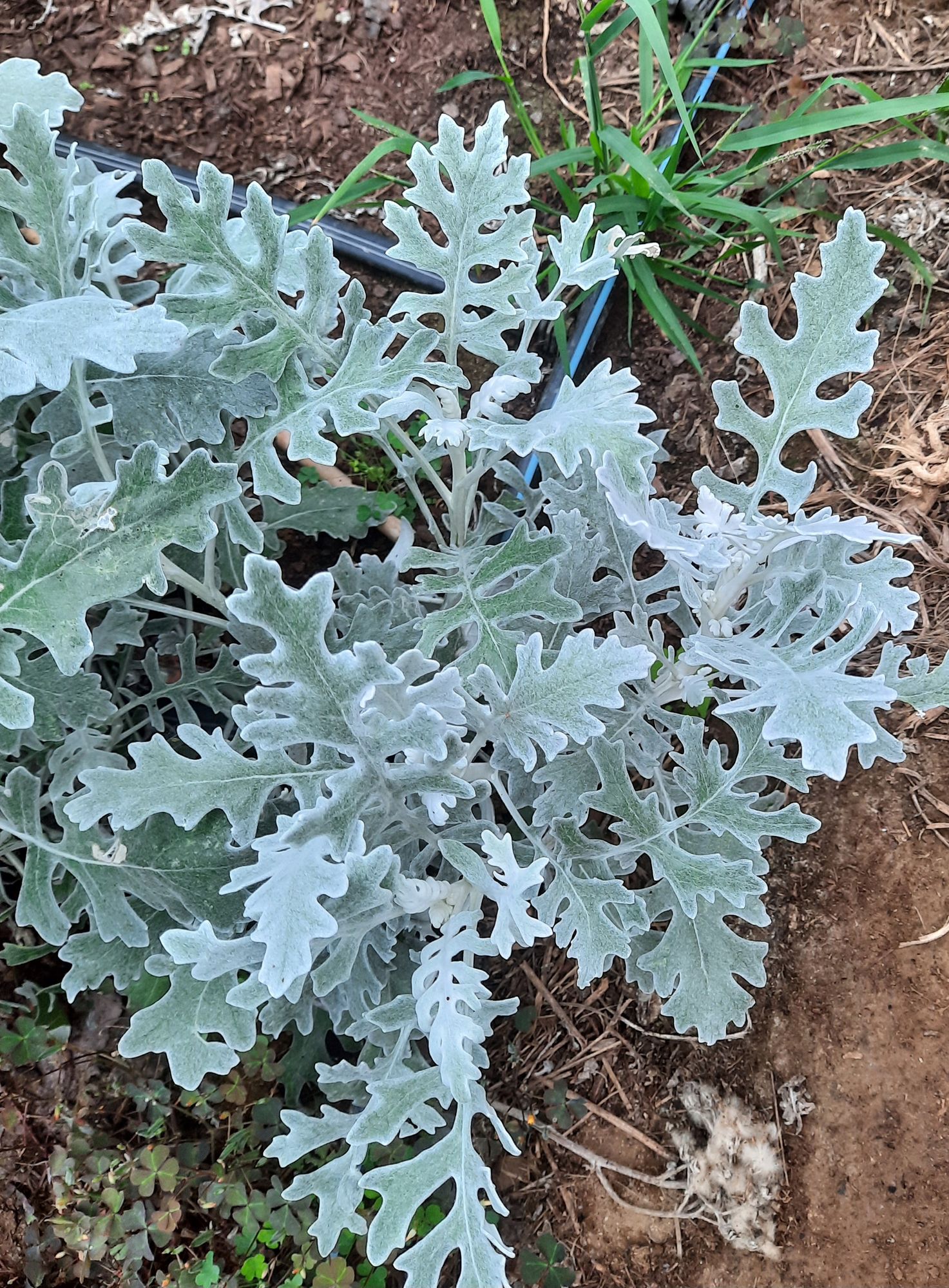 SENECIO cineraria