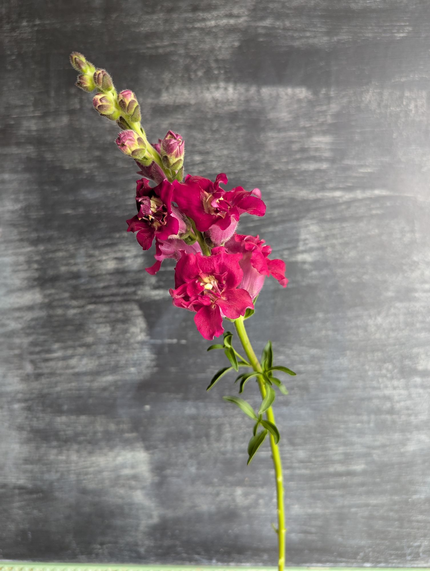 ANTIRRHINUM majus Madame Butterfly Red