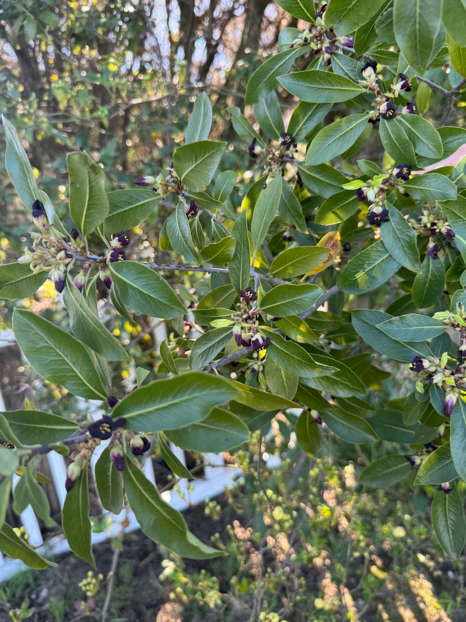 PITTOSPORUM tenuifolium Marjorie Channon