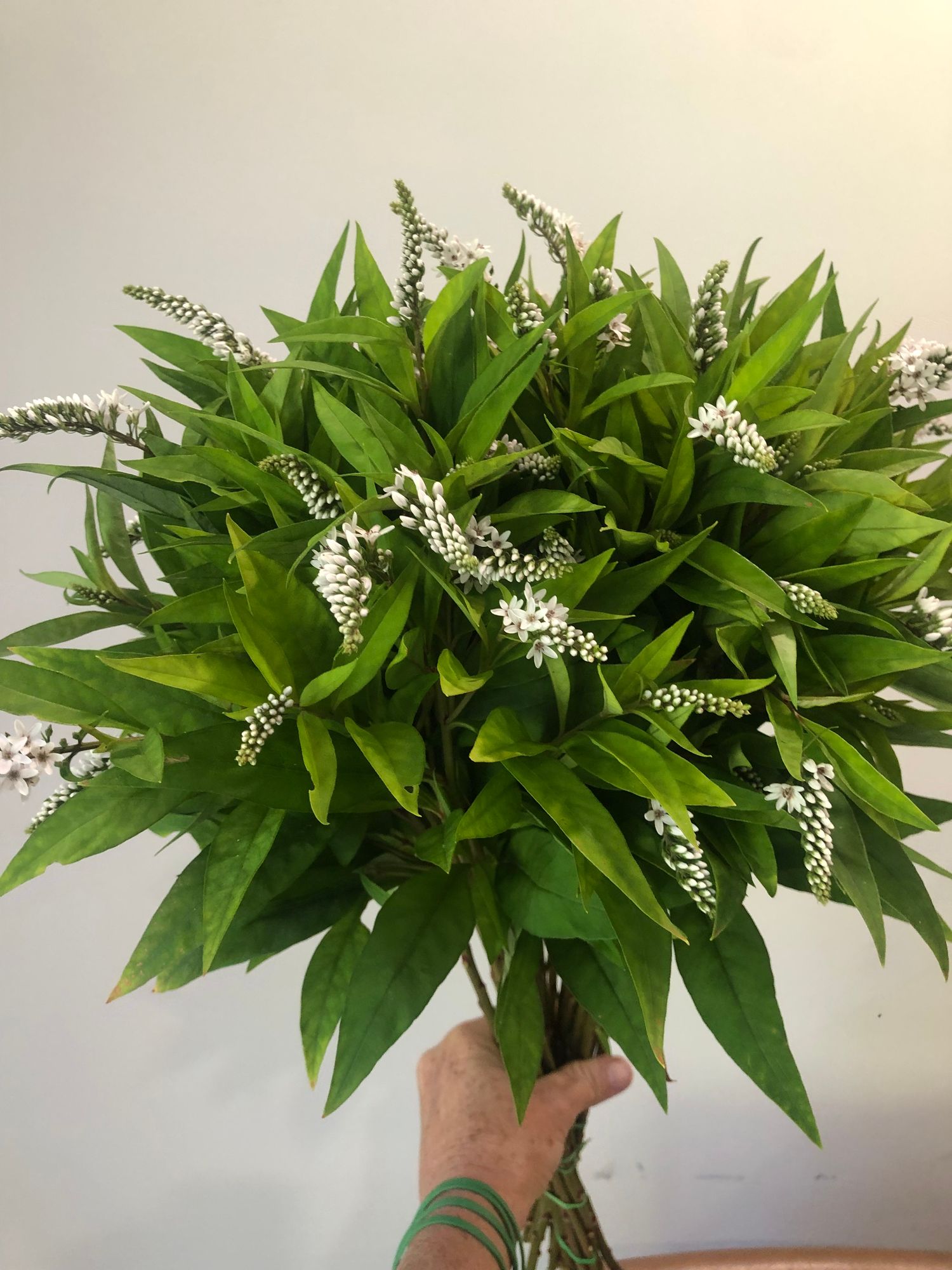 LYSIMACHIA clethroides