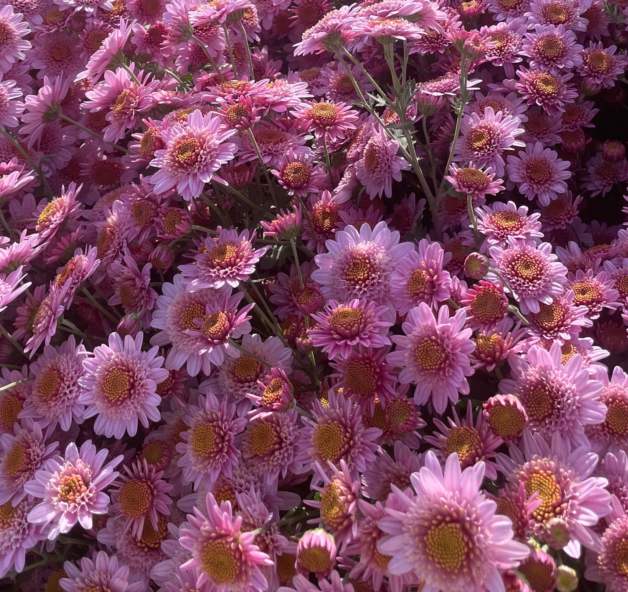 CHRYSANTHEMUM