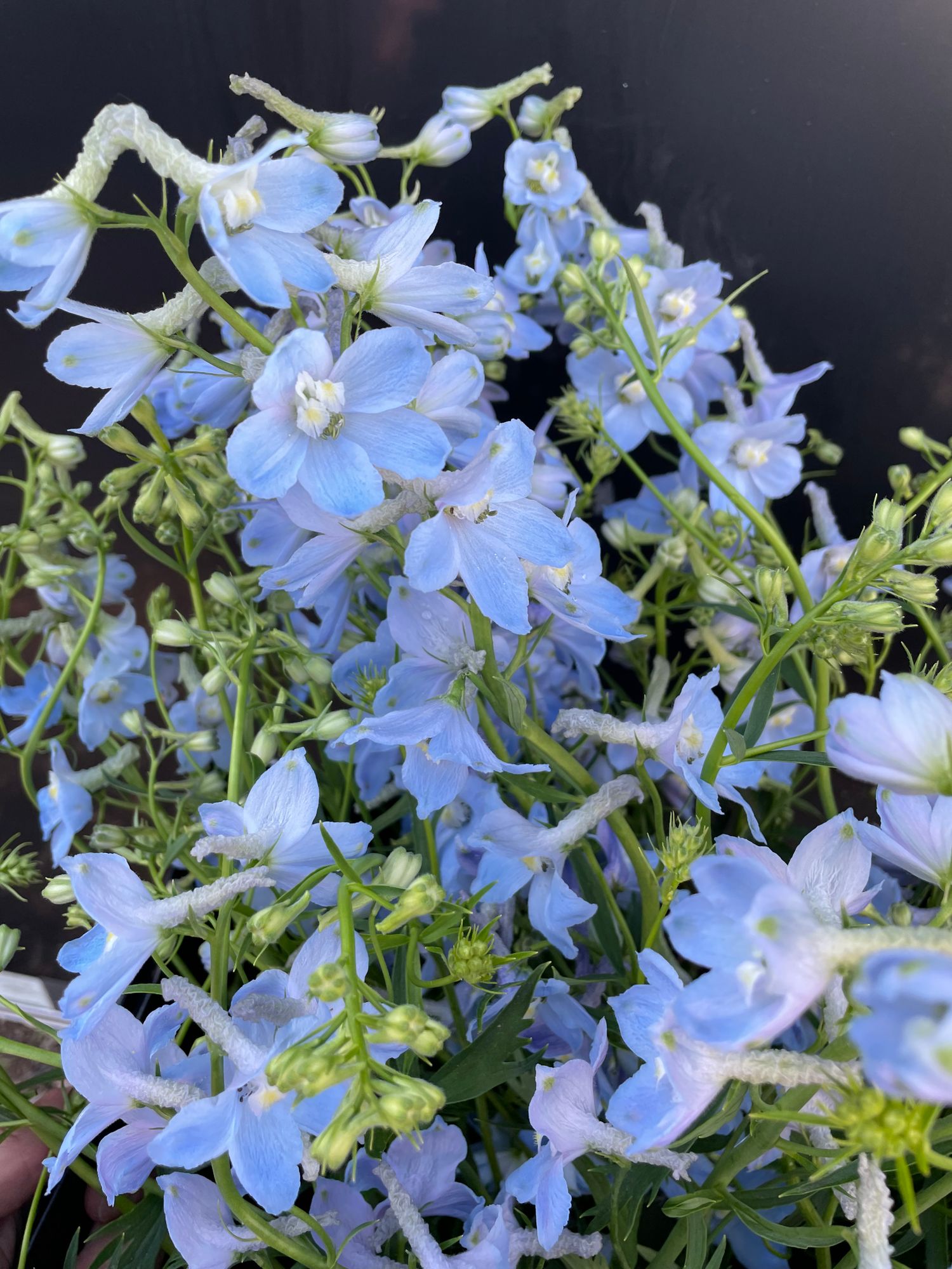 DELPHINIUM x belladonna Cliveden Beauty