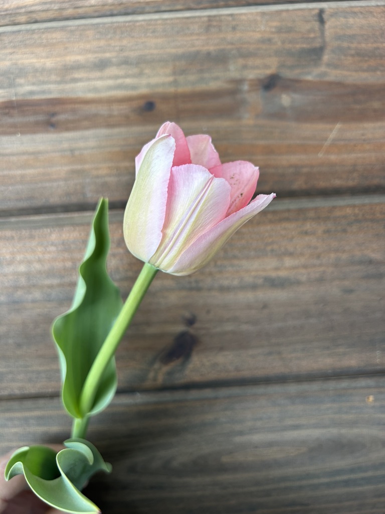 TULIPA