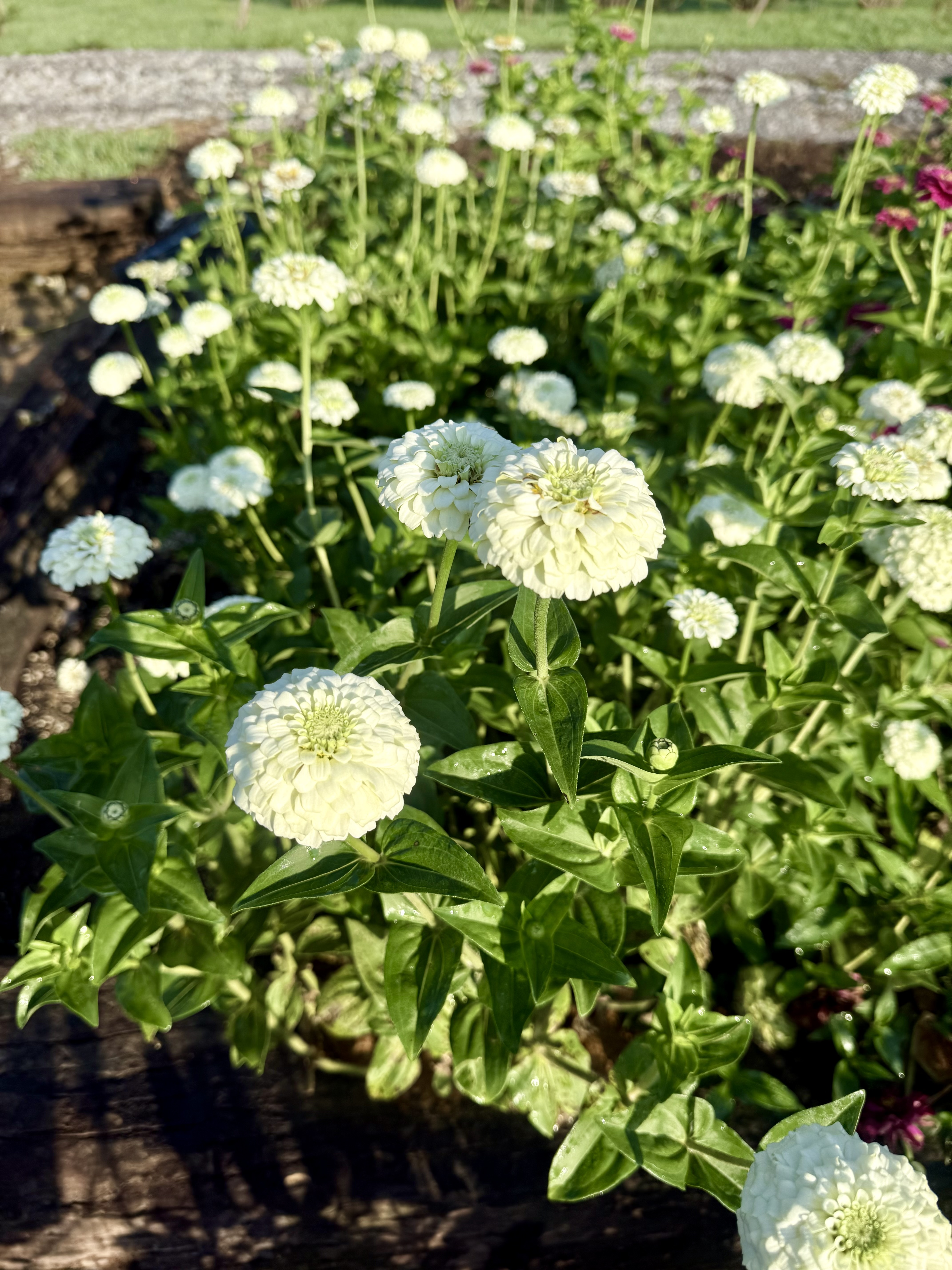 ZINNIA elegans Oklahoma White