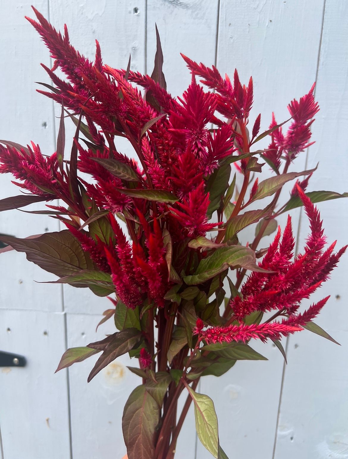 CELOSIA argentea spicata