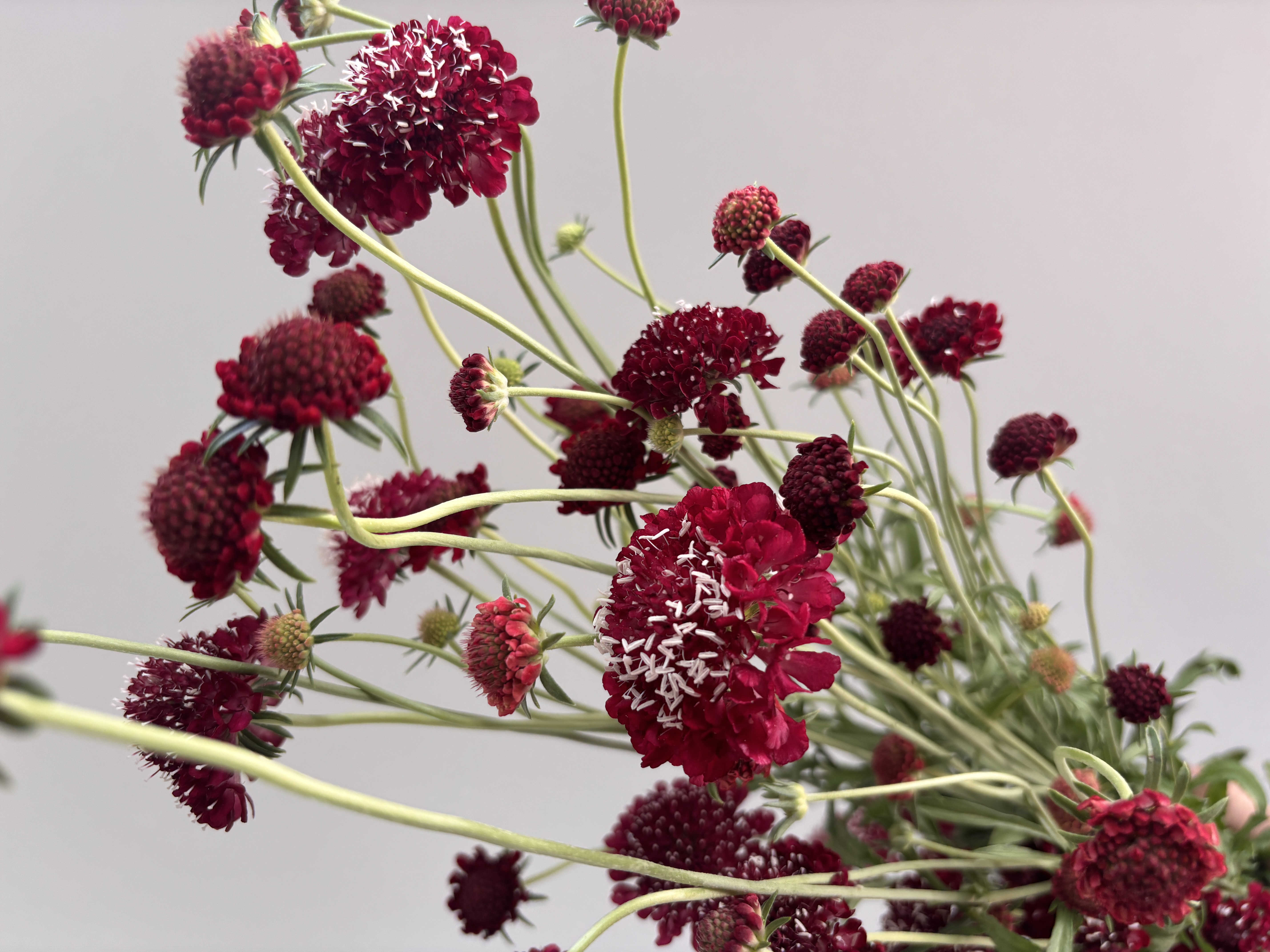 SCABIOSA atropurpurea Fire King