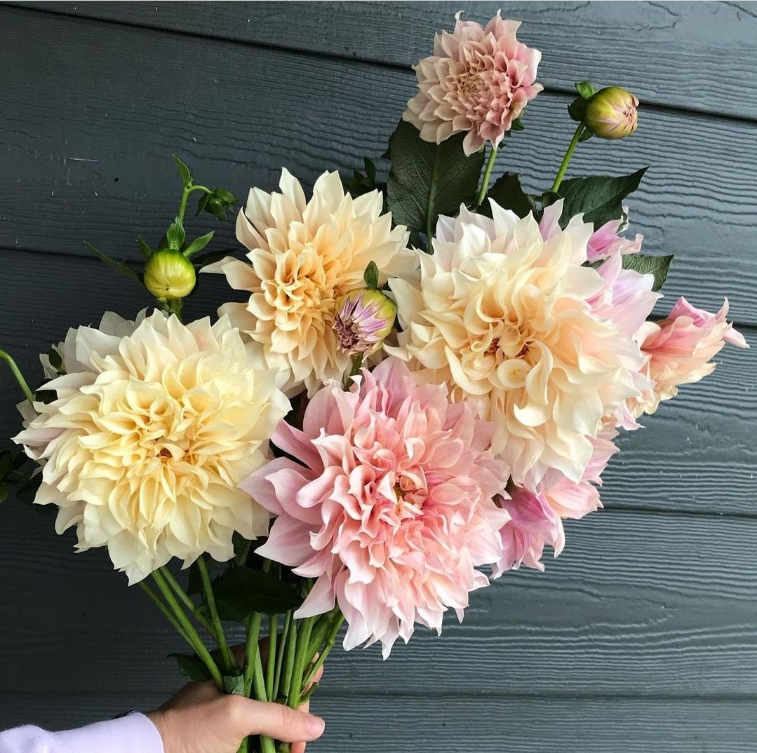 DAHLIA Cafe Au Lait