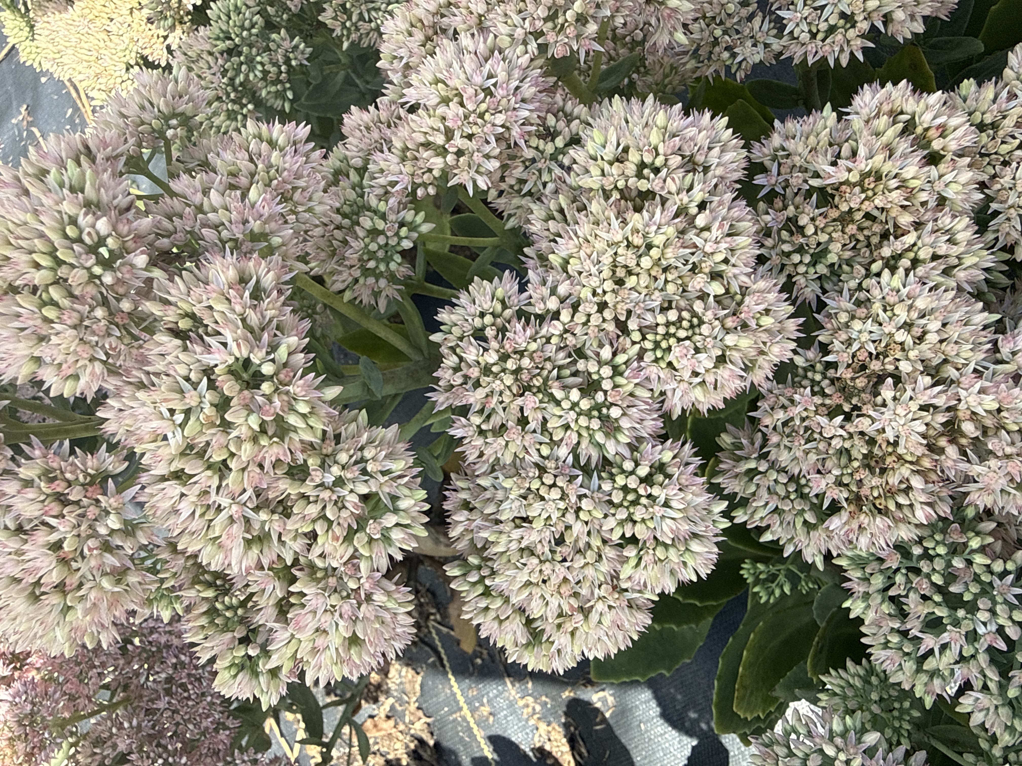 HYLOTELEPHIUM spectabile Autumn Joy