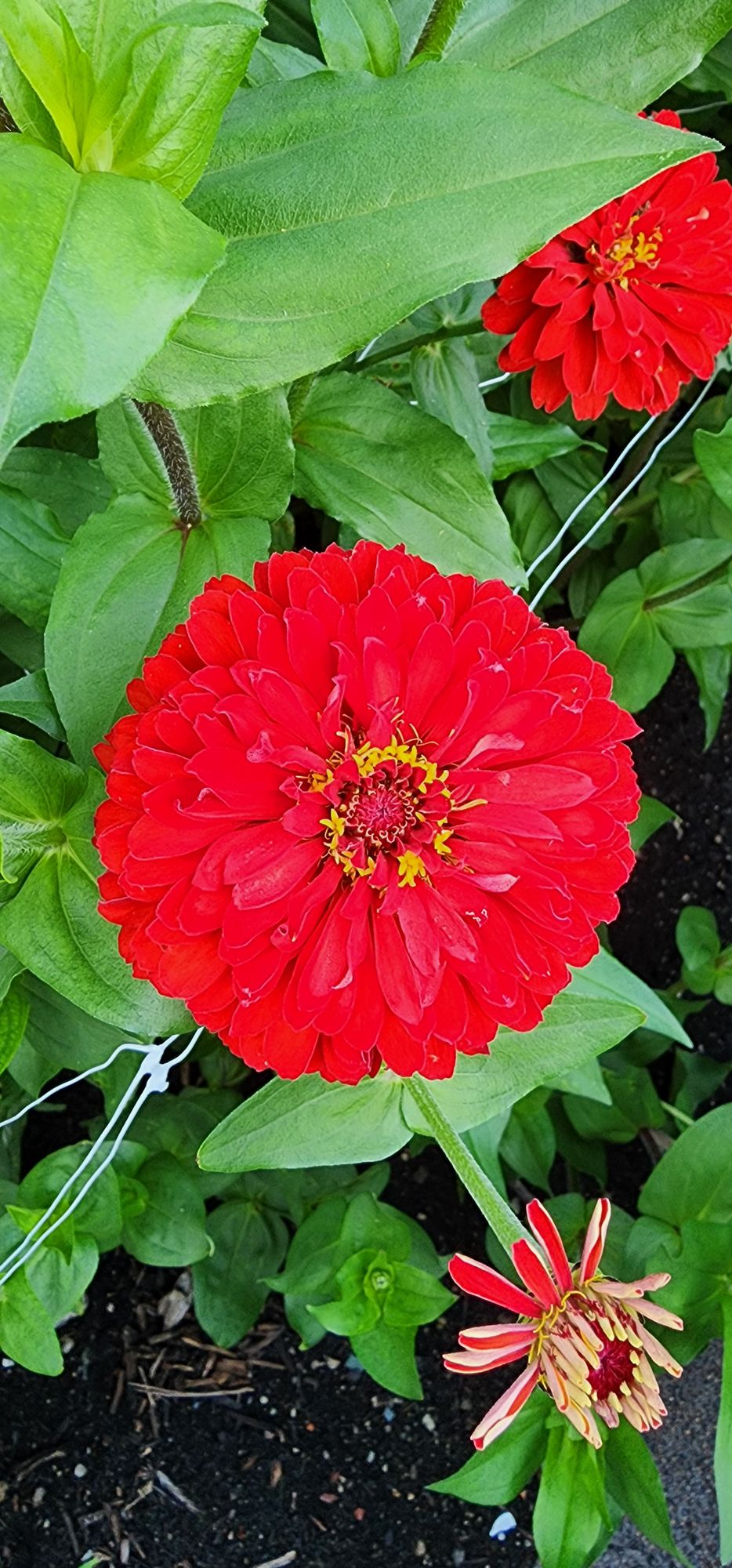 ZINNIA elegans Benarys Giant