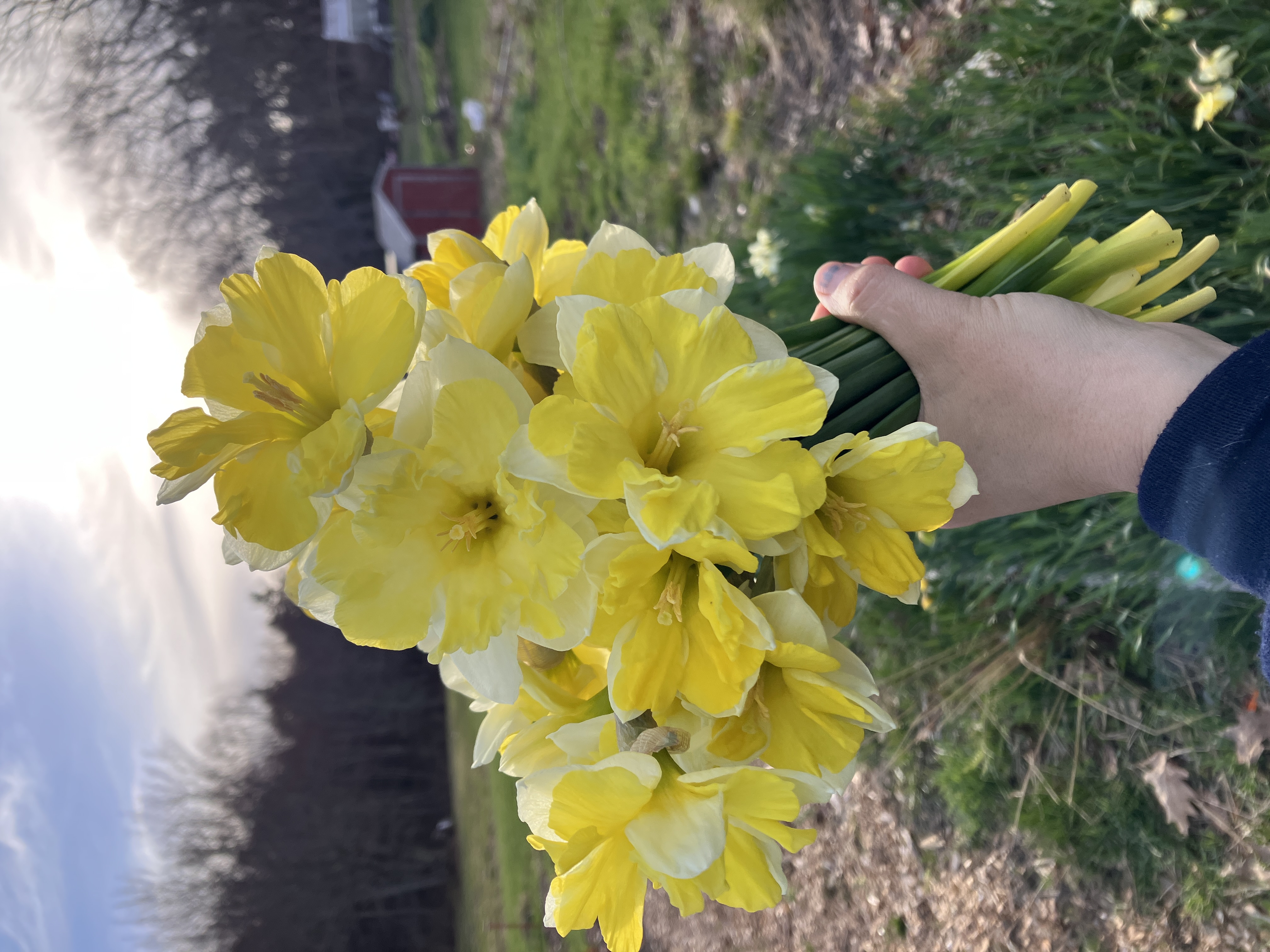 NARCISSUS Cassata