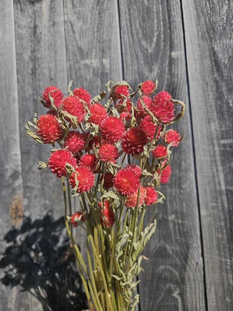 GOMPHRENA haageana Strawberry Fields