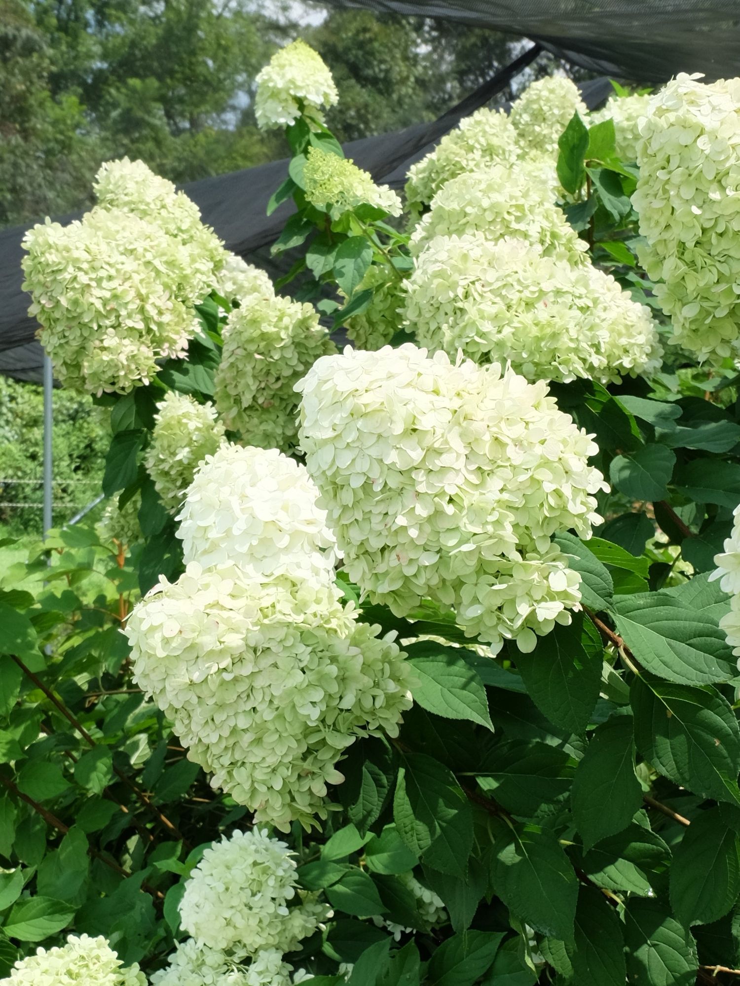 HYDRANGEA paniculata Limelight