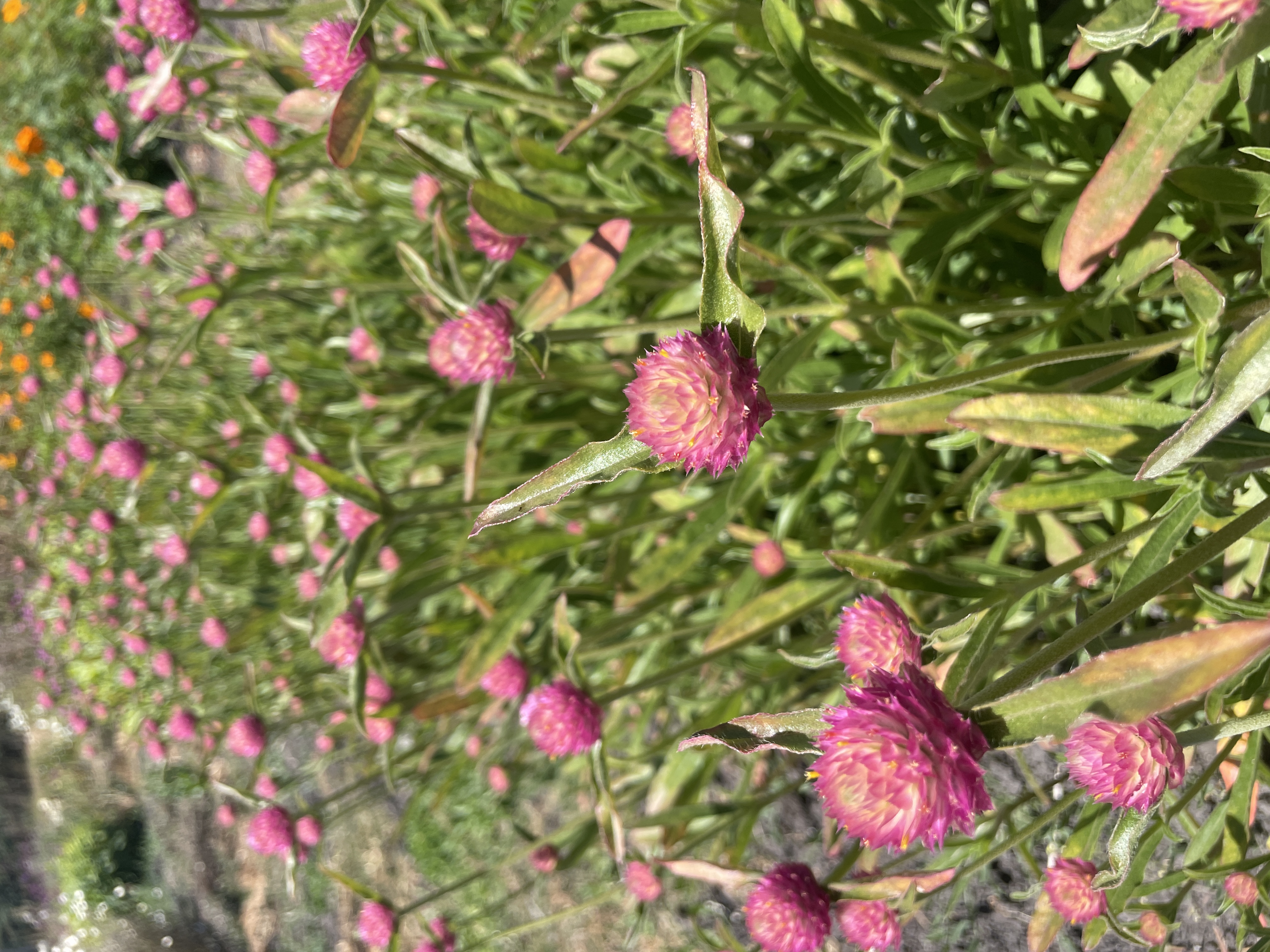 GOMPHRENA haageana Sequin