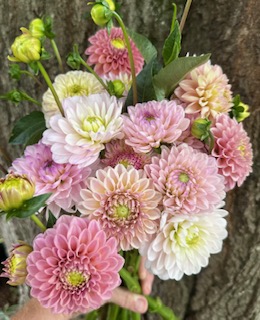 DAHLIA Silver Years