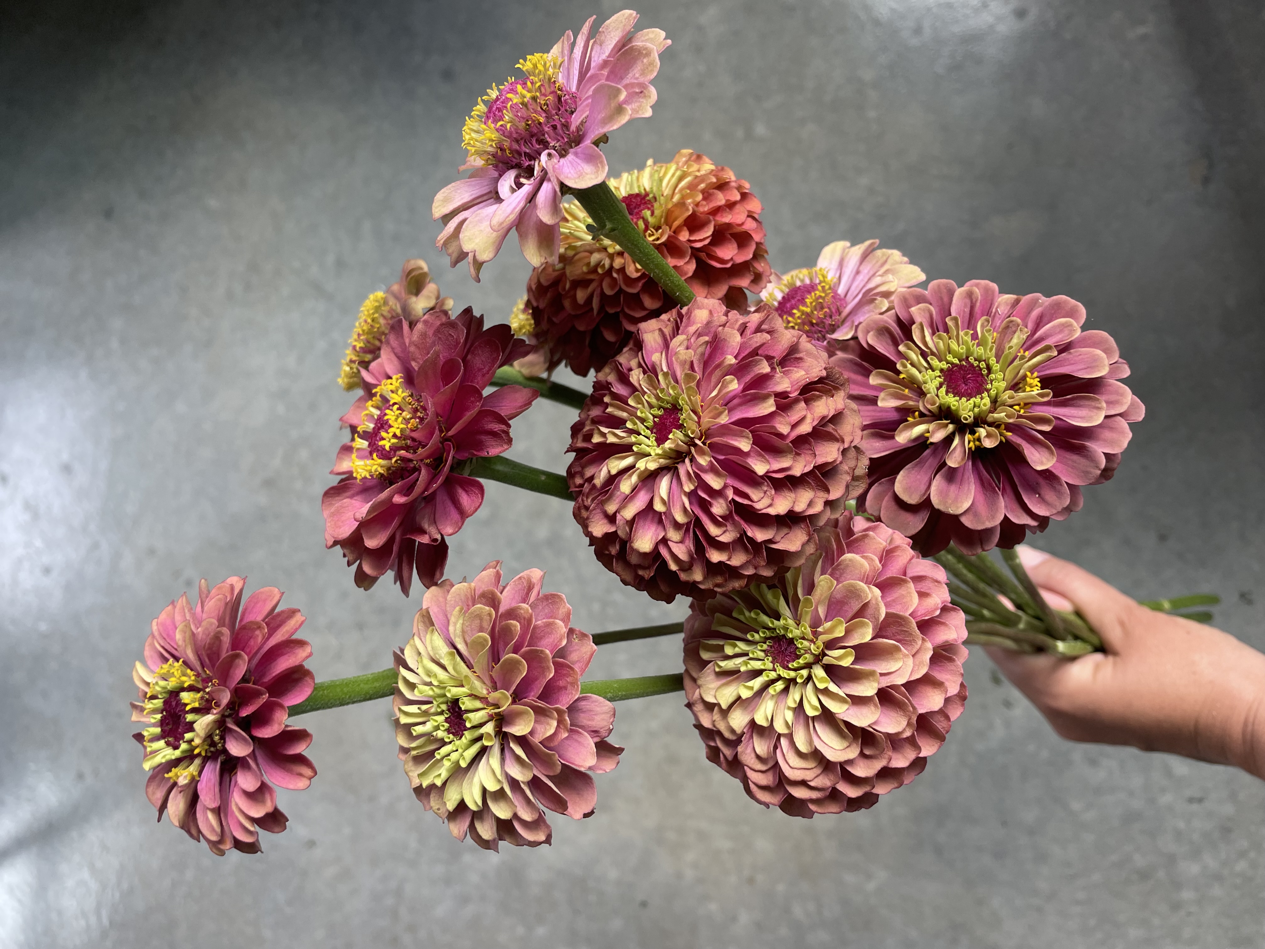 ZINNIA elegans Queeny Lime Red