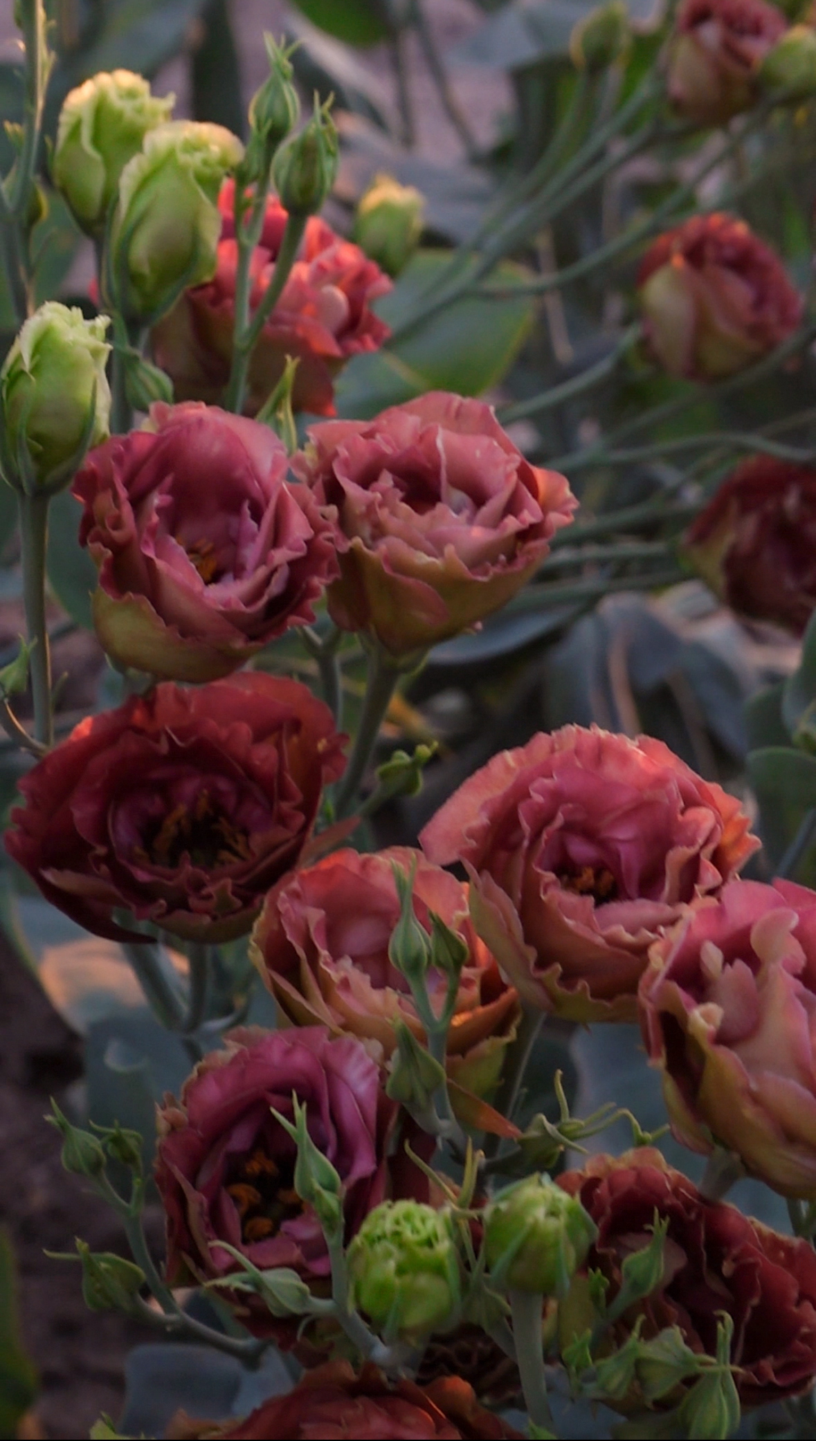 EUSTOMA grandiflorum Rosanne 2 Brown
