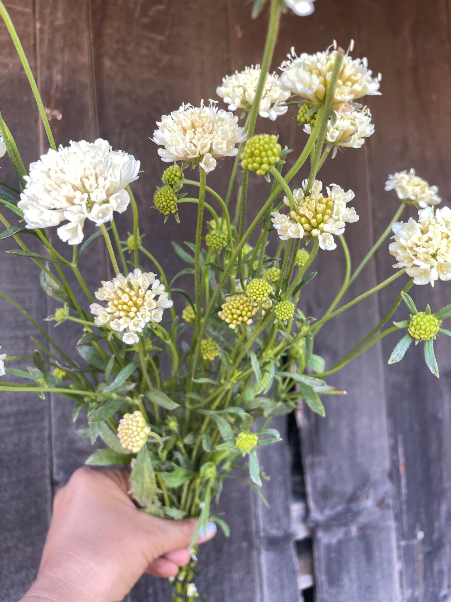 SCABIOSA atropurpurea Fata Morgana