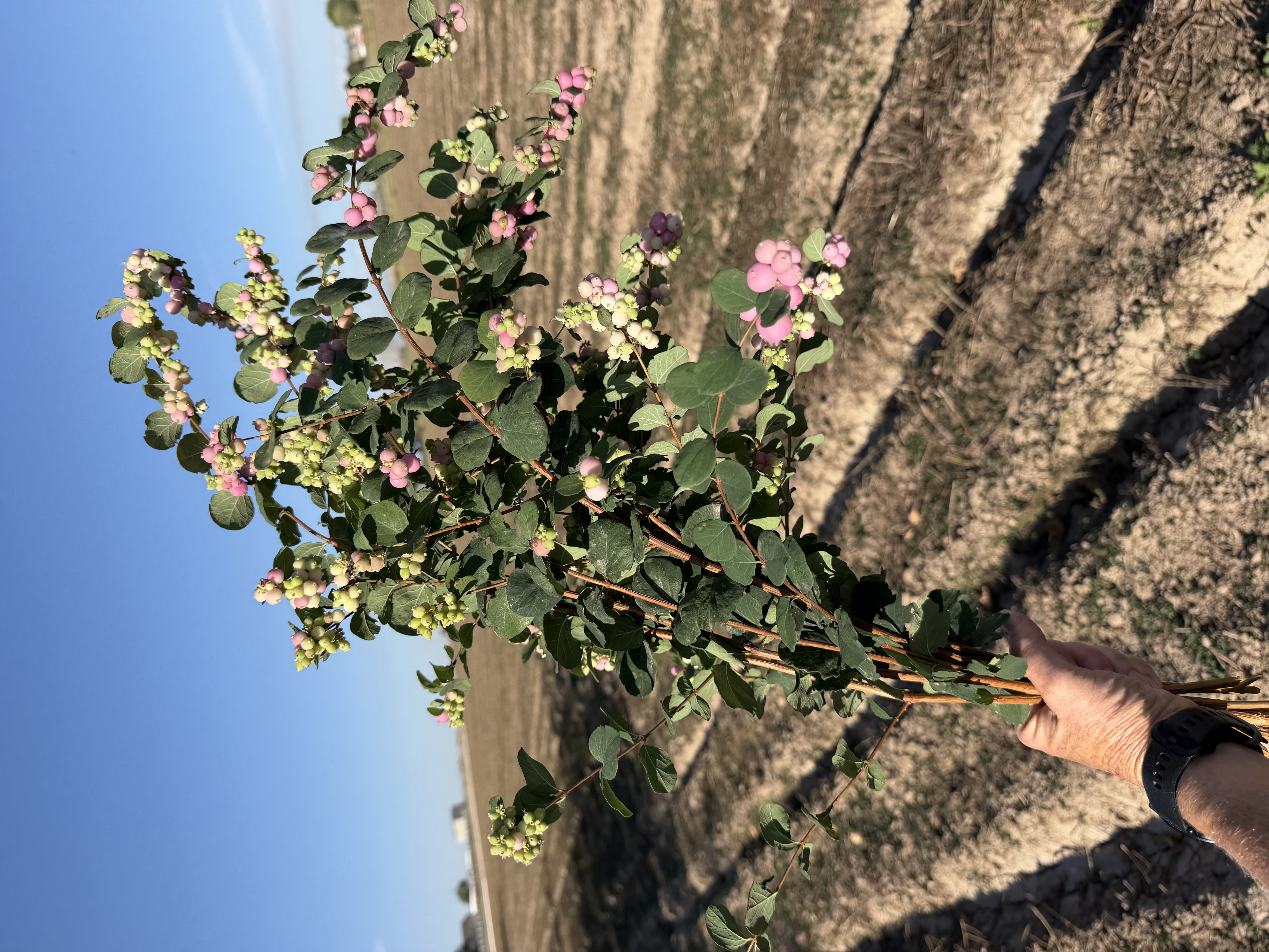 SYMPHORICARPOS albus