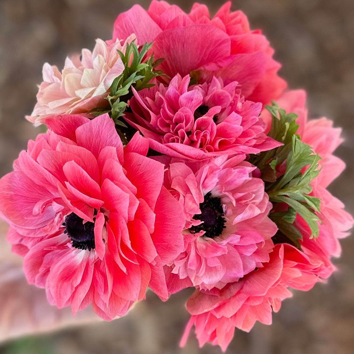 ANEMONE coronaria Levante Rosa