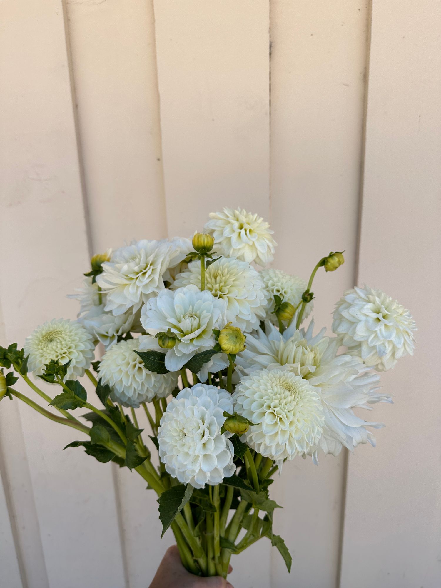 DAHLIA Ball