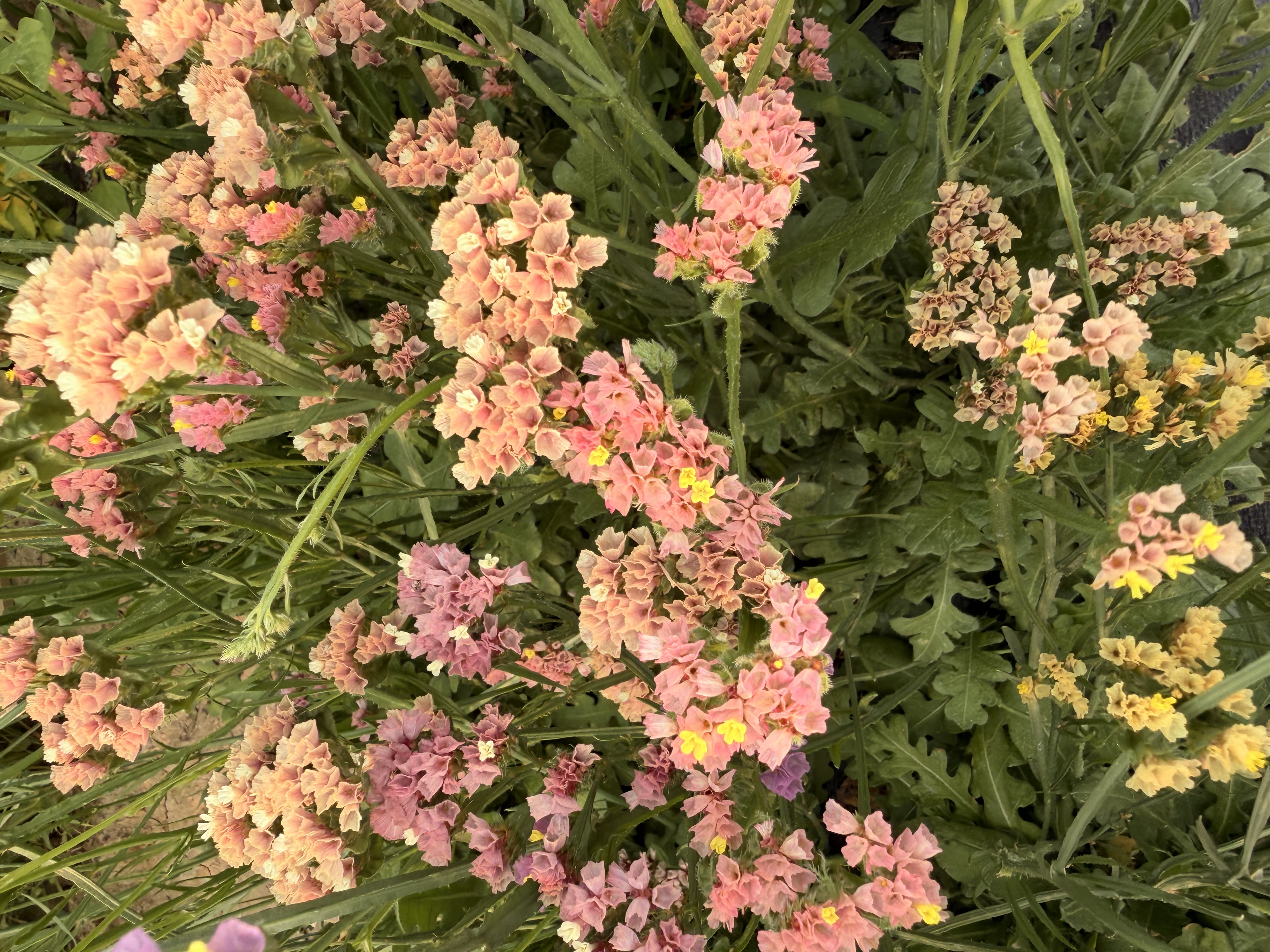 LIMONIUM gmelinii