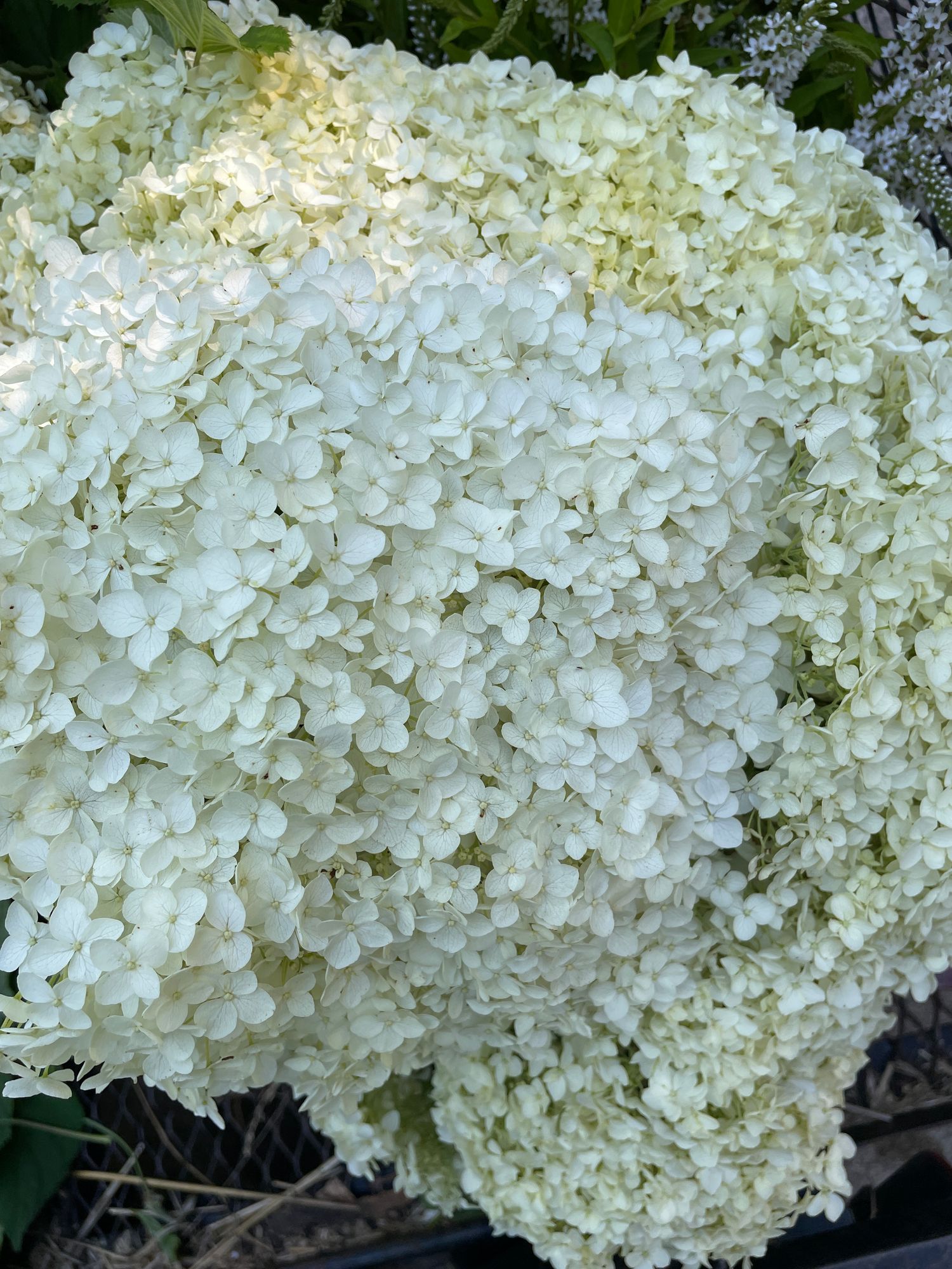 HYDRANGEA