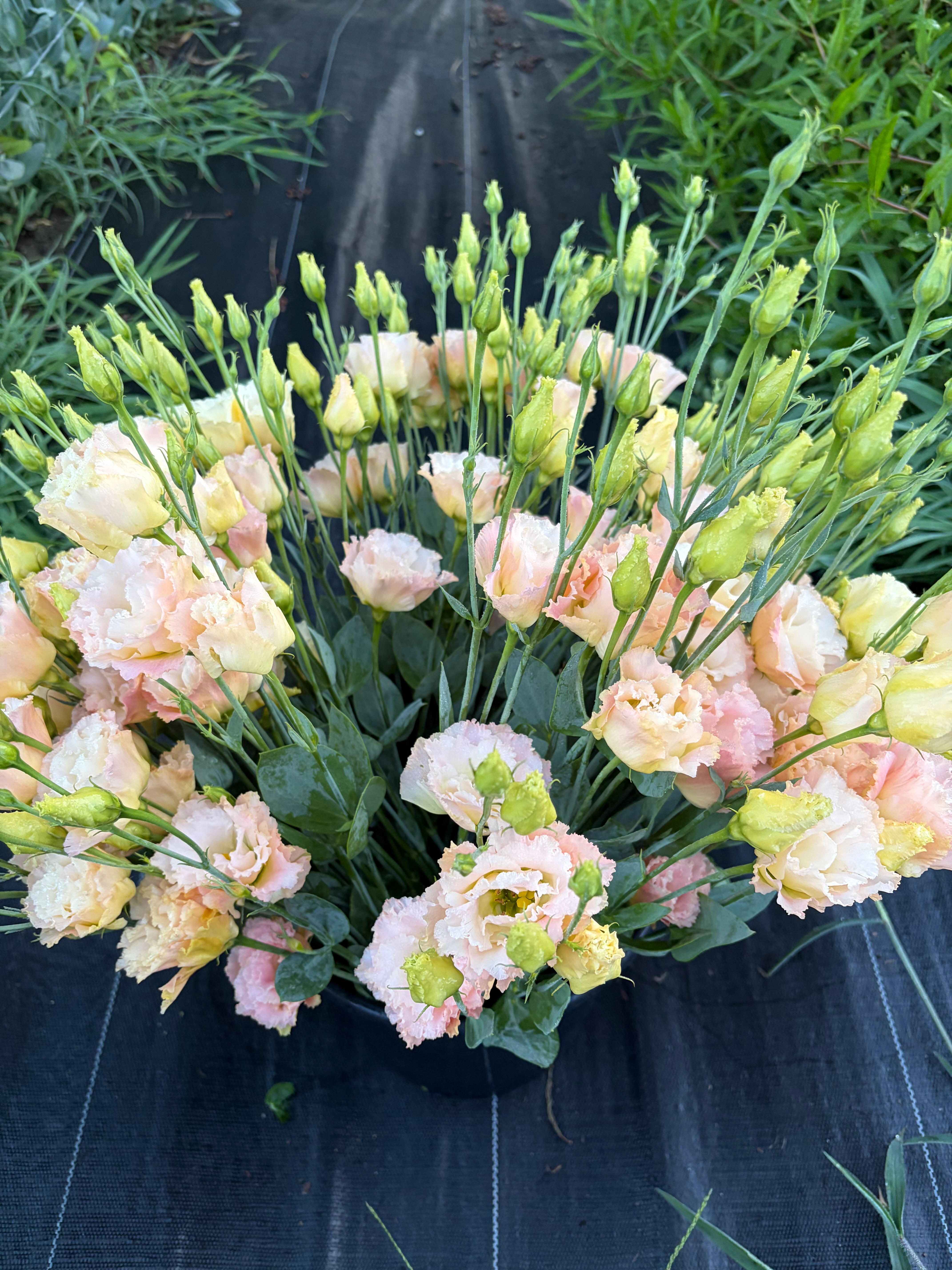 EUSTOMA grandiflorum