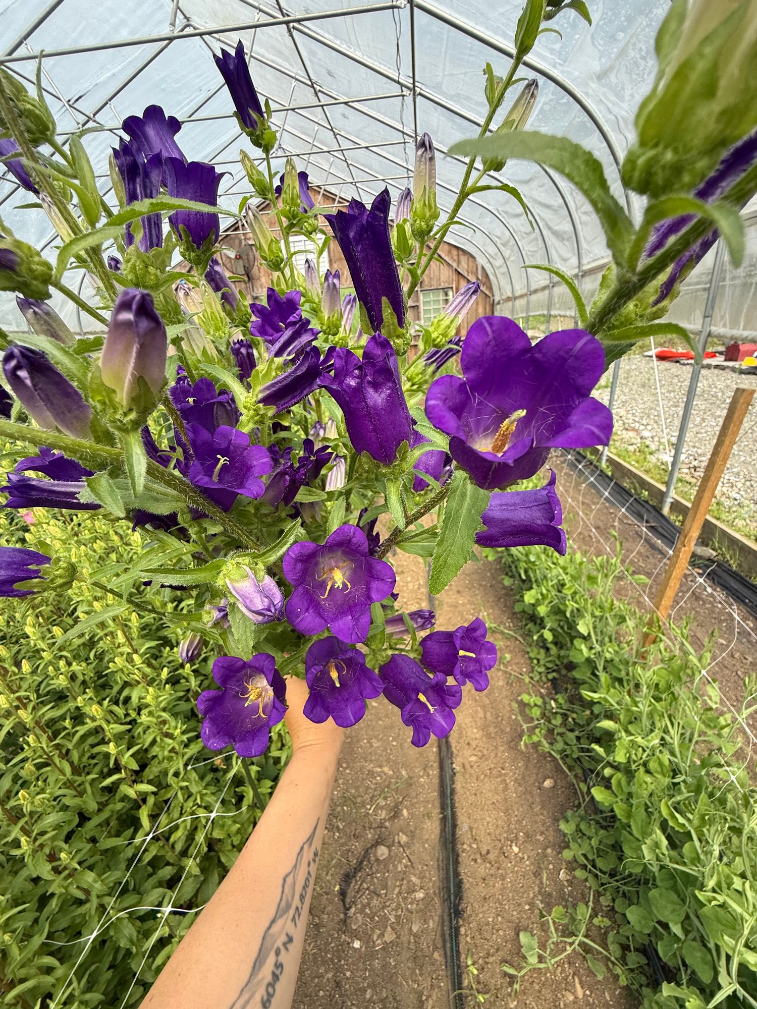 CAMPANULA medium Champion II Deep Blue