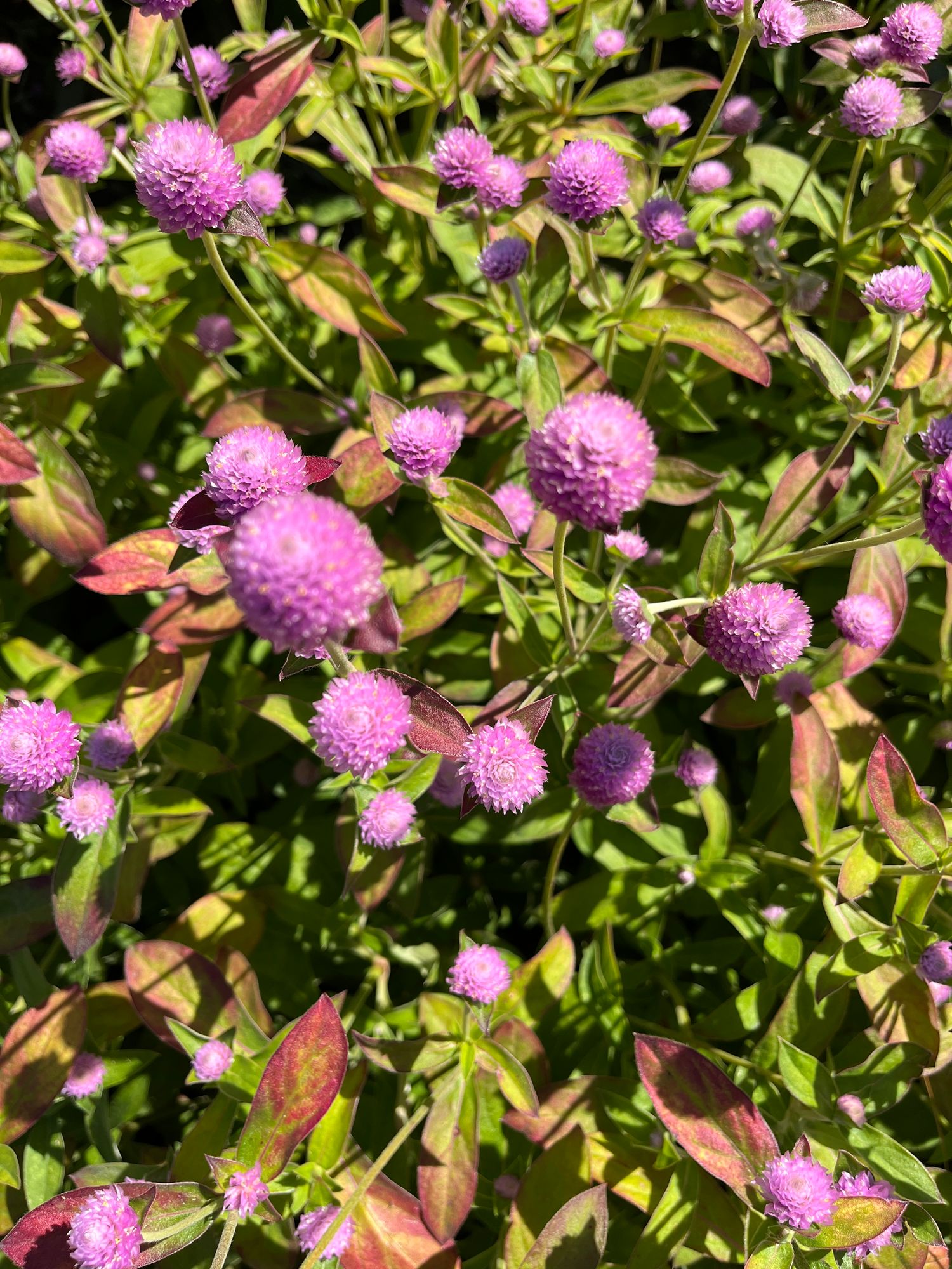 GOMPHRENA globosa Audray