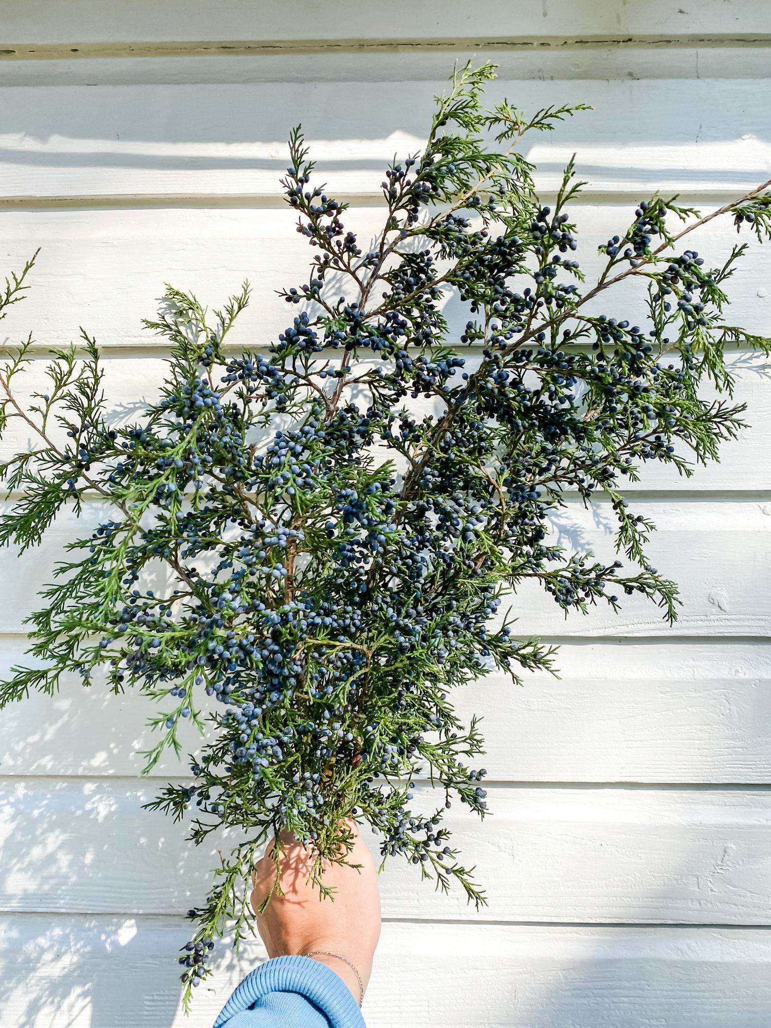 JUNIPERUS communis
