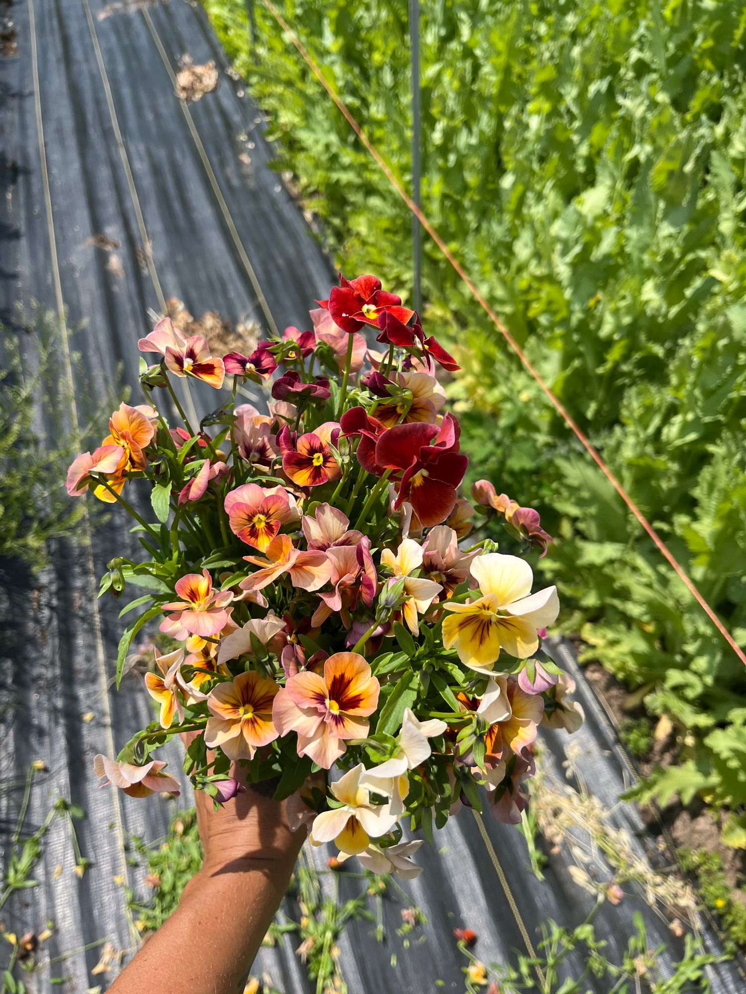 VIOLA x wittrockiana Nature Antique Shades